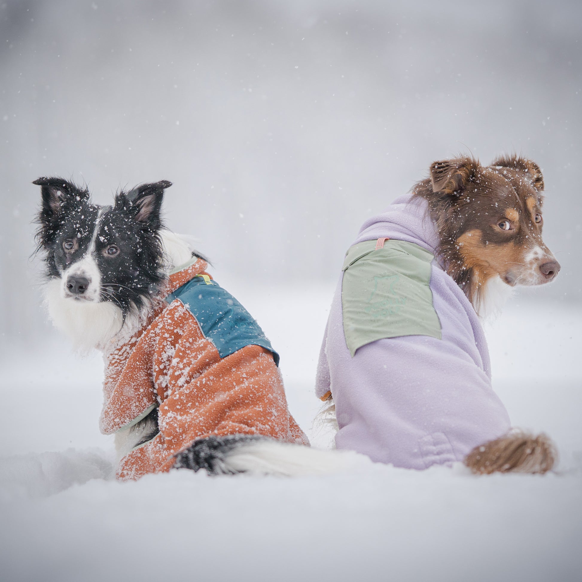 Two dogs in jackets sit in the snow, looking back over their shoulders, with snowflakes falling around them.