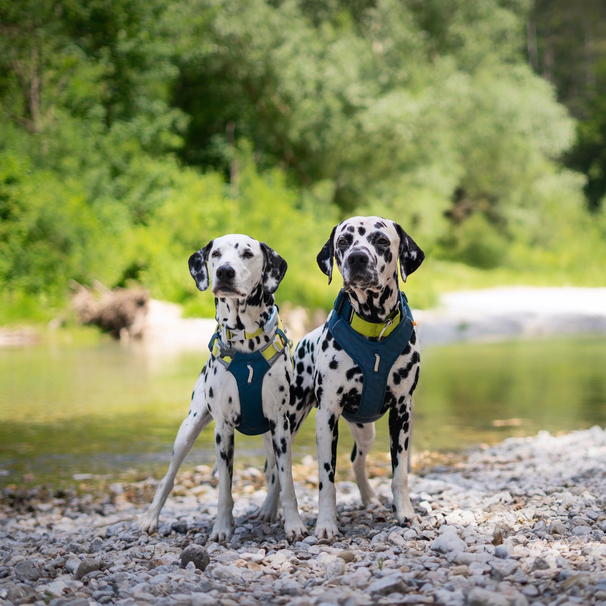 Two Dalmatians wearing harnesses stand on a rocky riverbank, with greenery in the background.