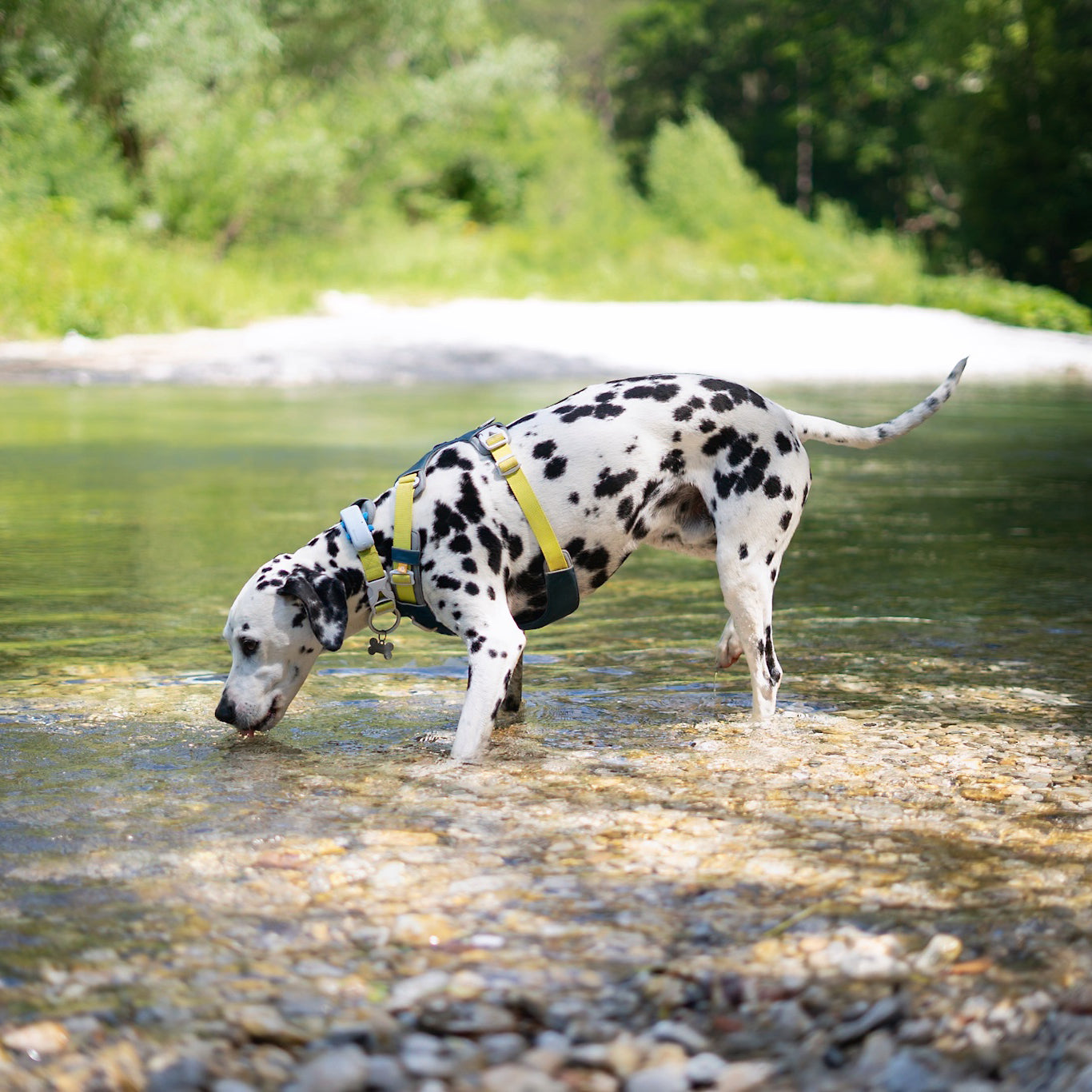 Dalmatian dog with a yellow harness drinks from a shallow river surrounded by greenery.