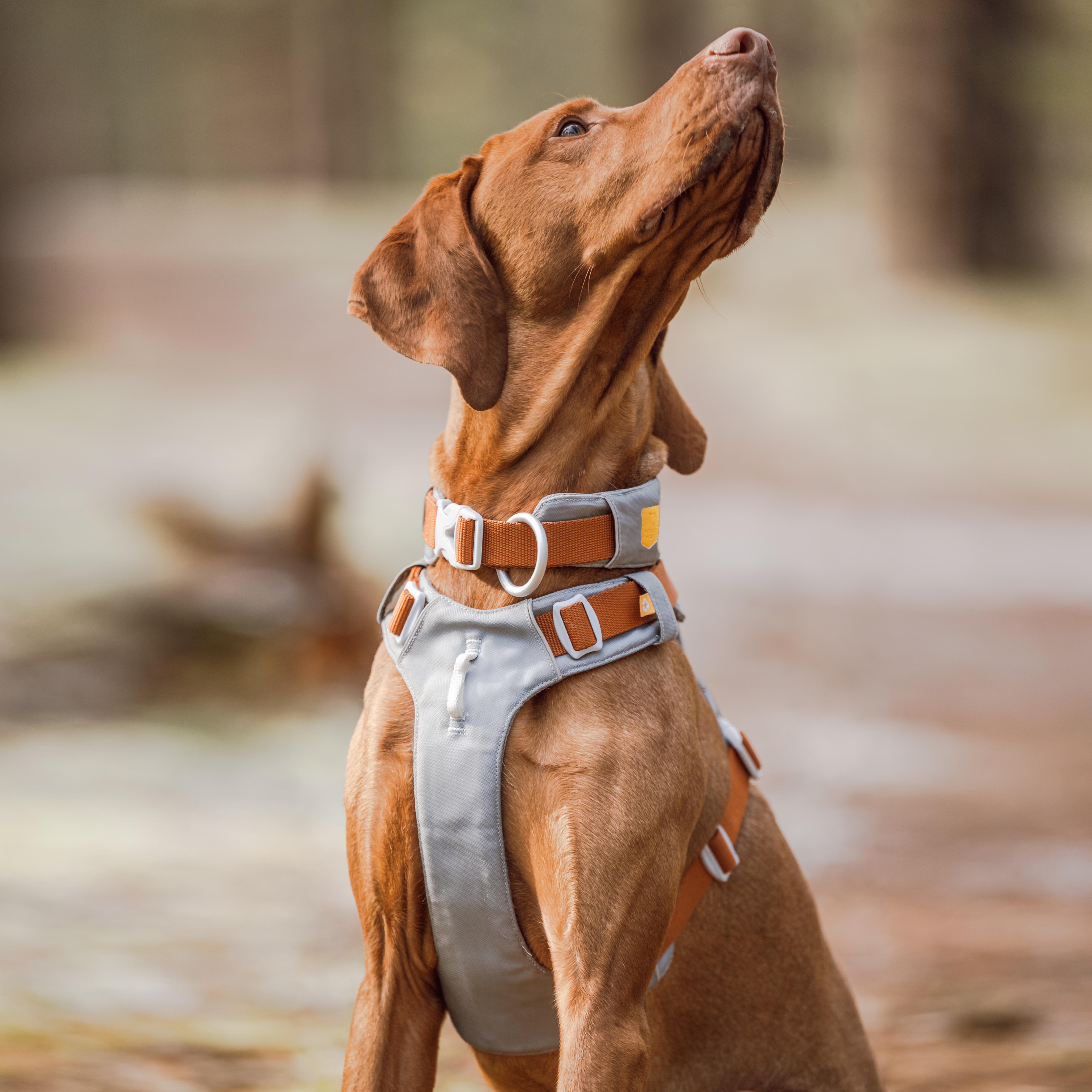 Brown dog wearing a grey and tan harness looks upward while sitting on a forest path.
