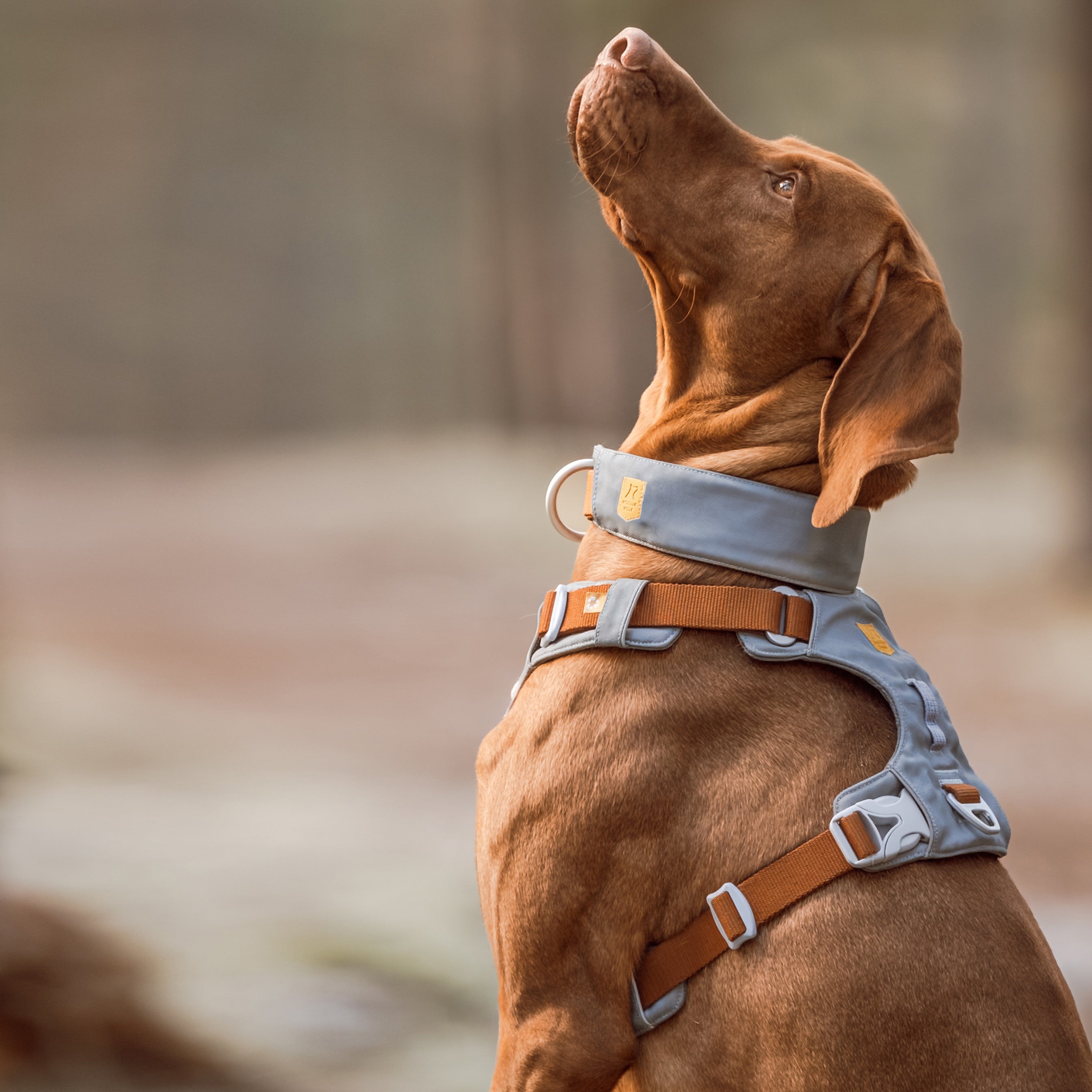 A brown dog wearing a gray and brown harness looks upward in an outdoor setting.
