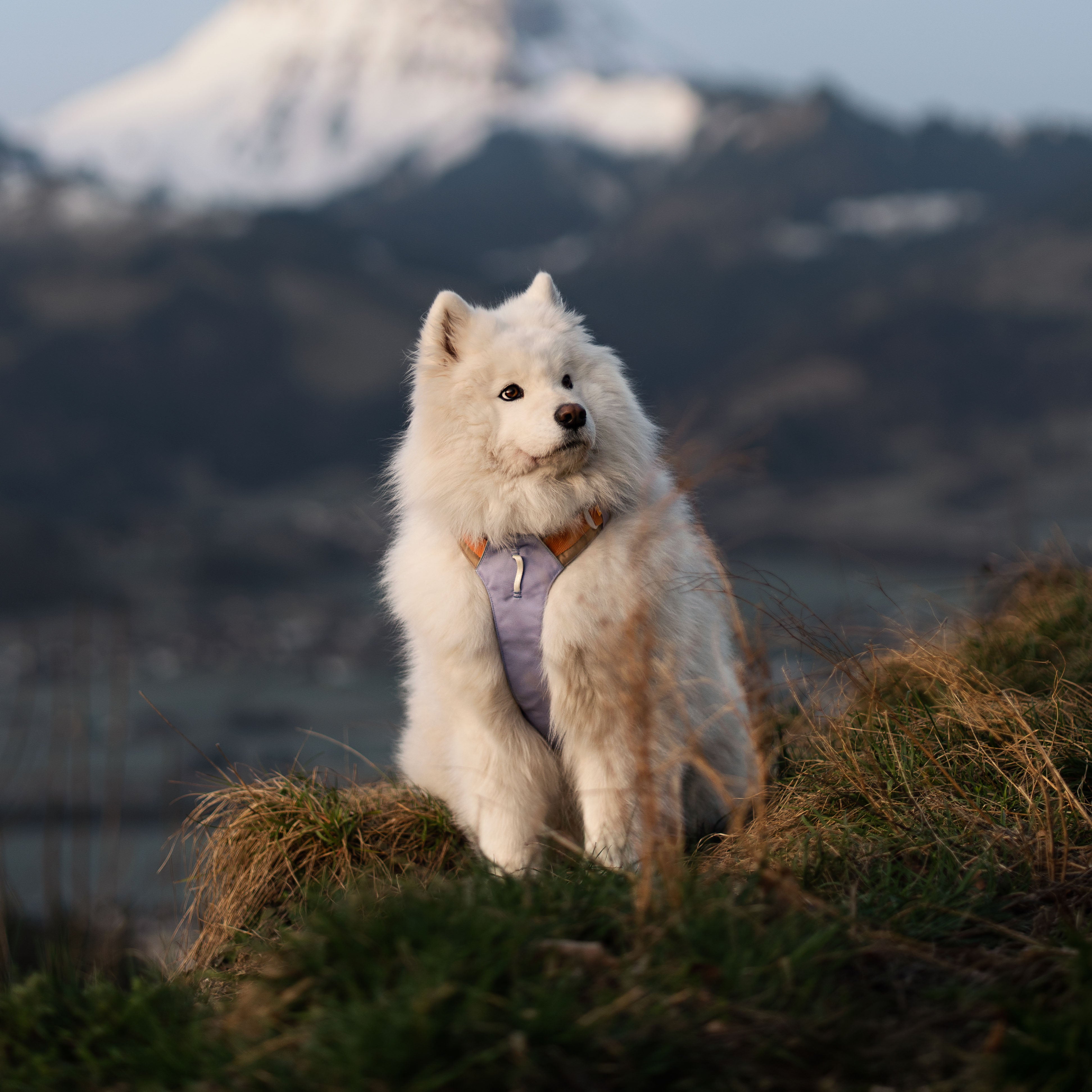 Lavender Dog Harness with Four-Point Adjustment Fit - Woolly Wolf