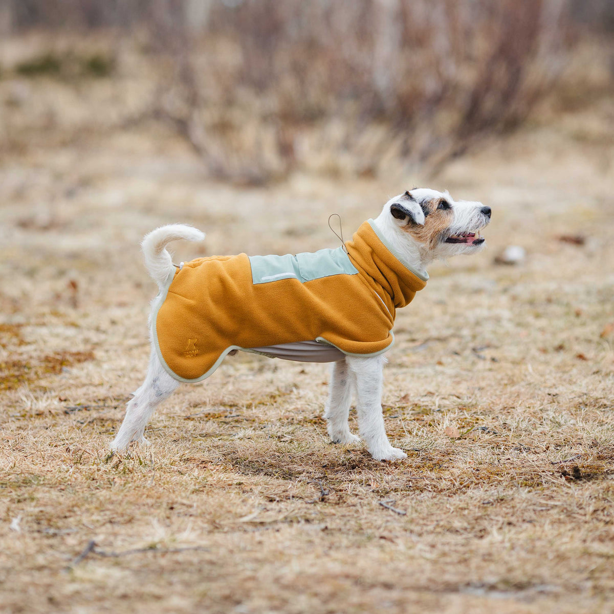 Jack Russell Terrier wearing a mustard and light green fleece dog sweater.