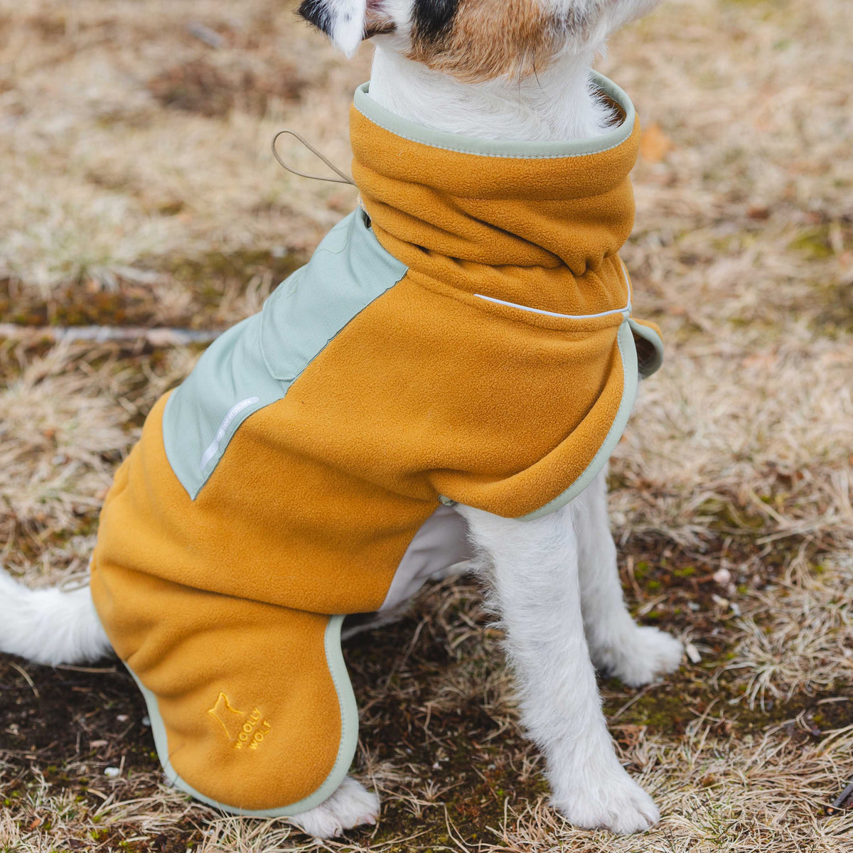 A small dog wears a mustard yellow and sage green fleece coat.