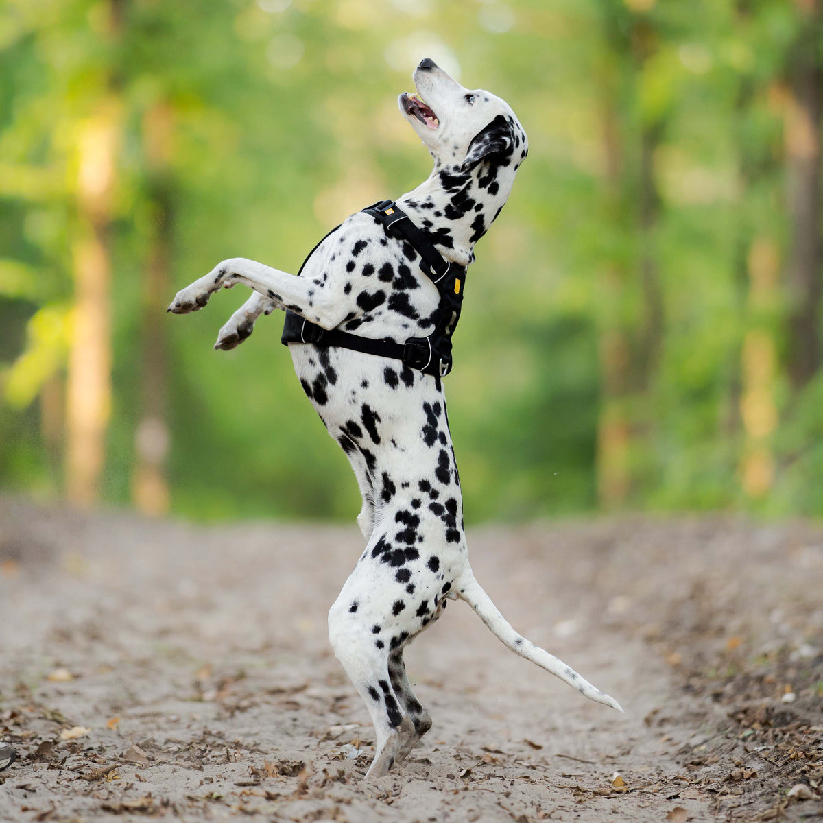 A Dalmatian dog wearing a harness stands on its hind legs on a dirt path in the woods.