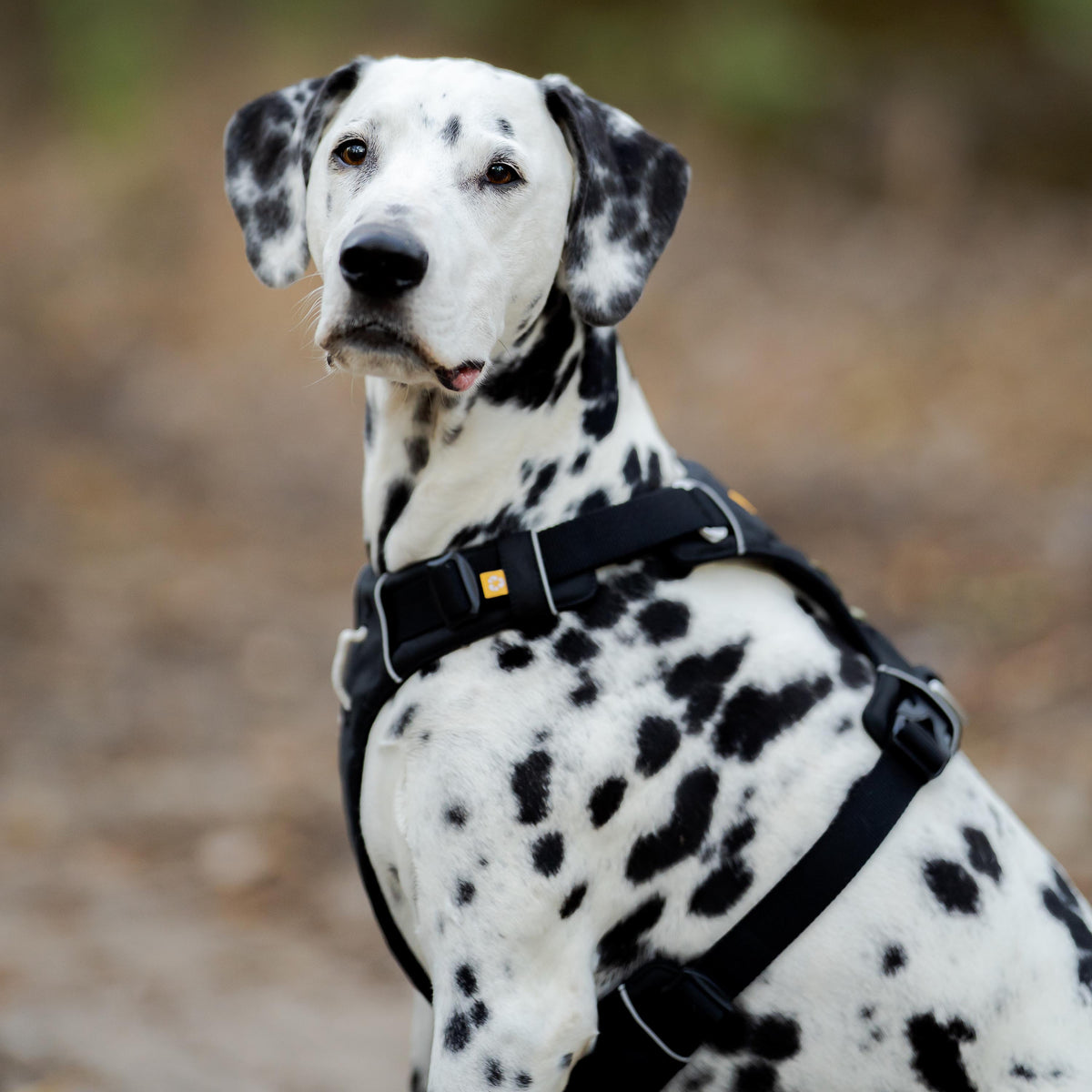 Dalmatian dog wearing a black harness.