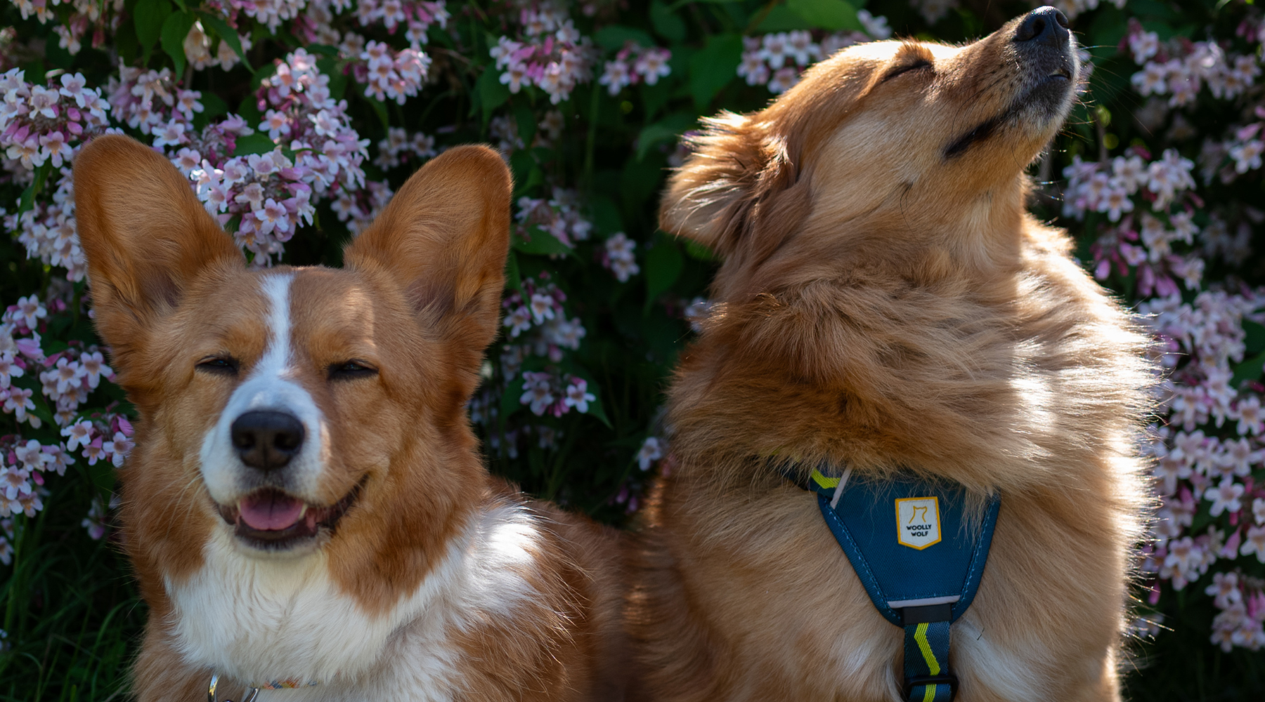 Two fluffy dogs sit in front of pink flowers; one smiles, the other looks up with eyes closed.