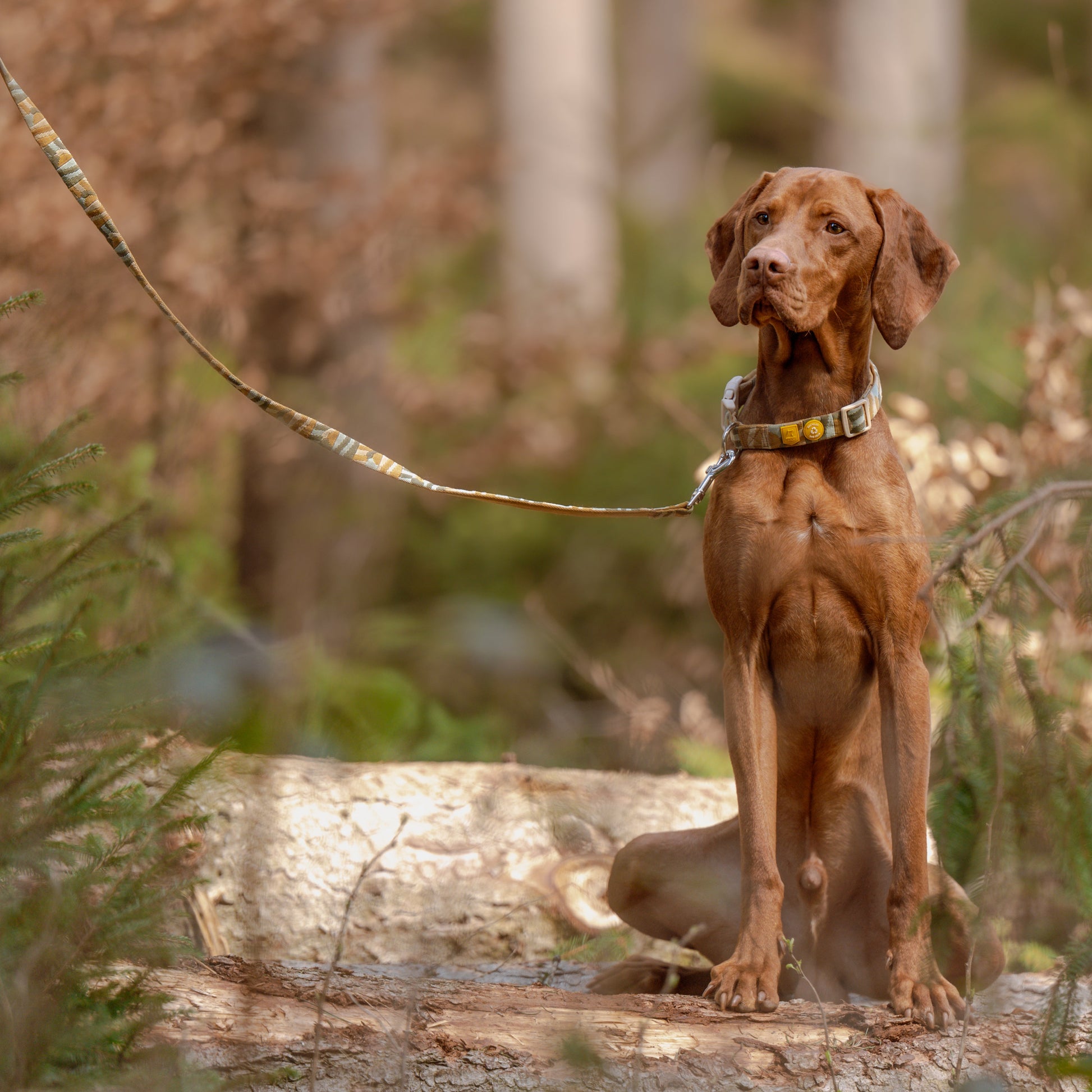 Brown dog on a leash sitting on a fallen log in a forest with green foliage in the background.