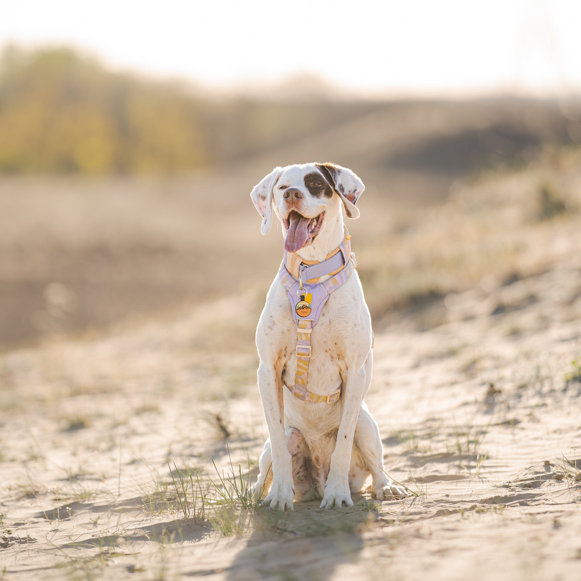 White dog with brown markings sits on sandy ground, wearing a pink harness, mouth open, on a sunny day.