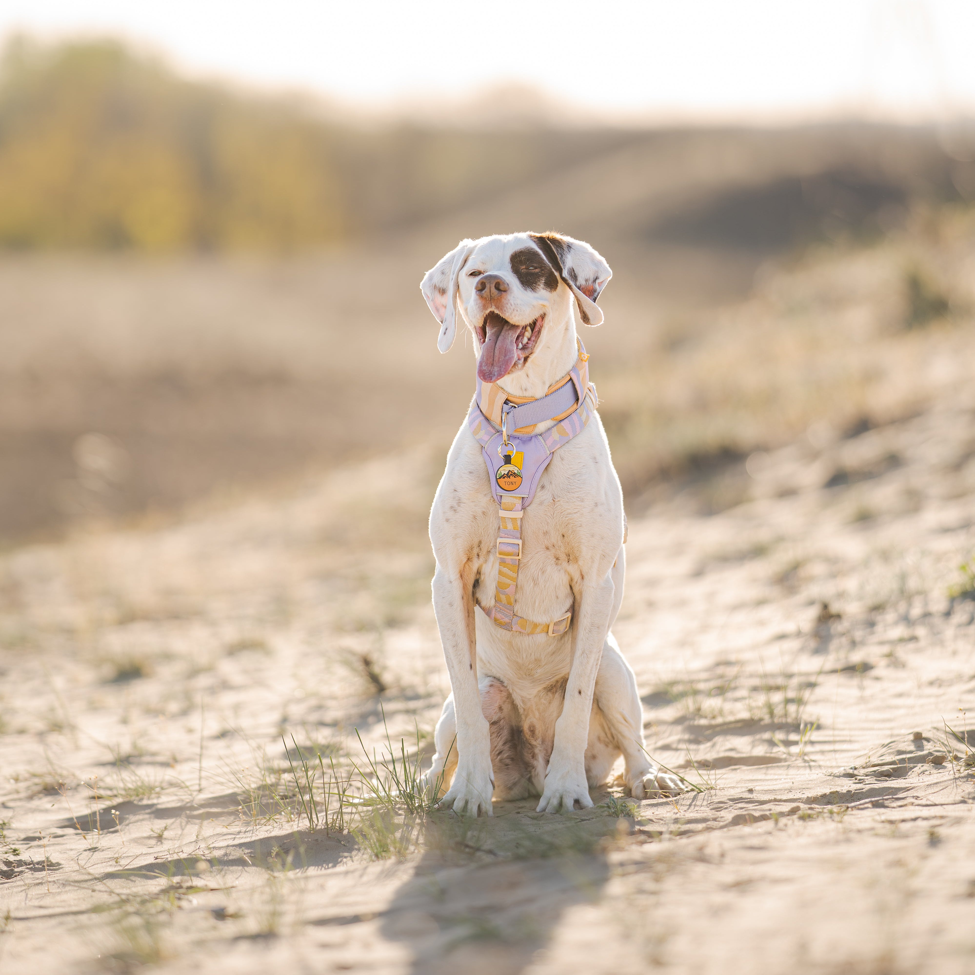 White dog with a harness sits on sandy ground outside, mouth open, with blurred background.