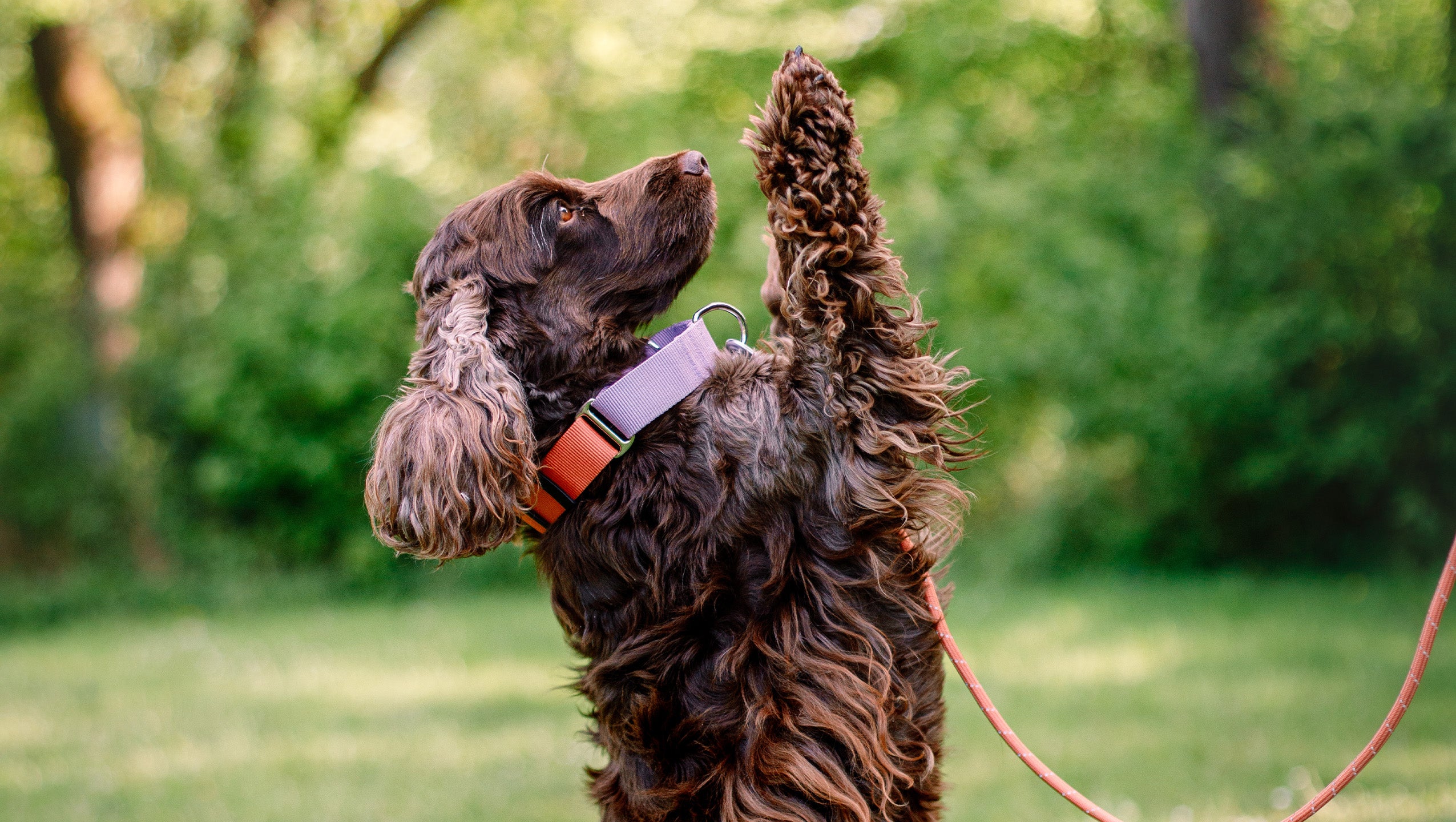 Brown dog with wavy fur sits upright with front paws raised, outdoors on a leash with greenery behind.