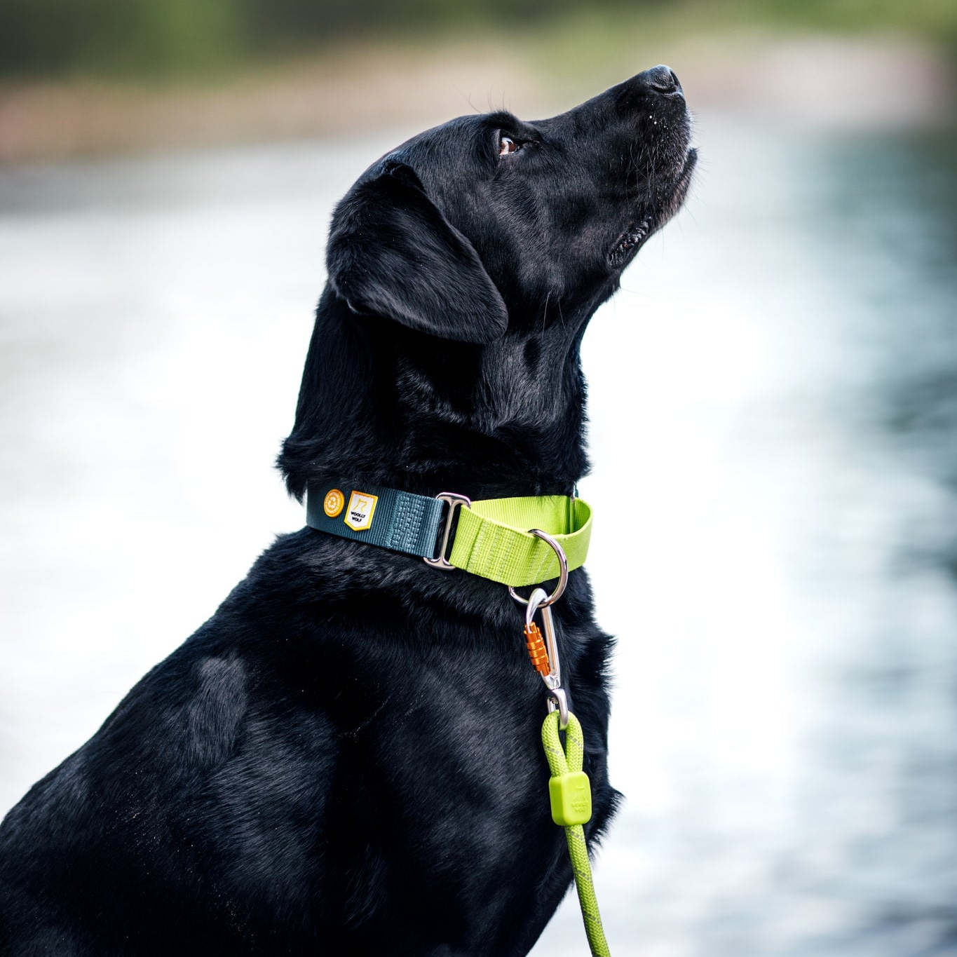 Black lab looking up, wearing a green and gray collar with a leash attached.