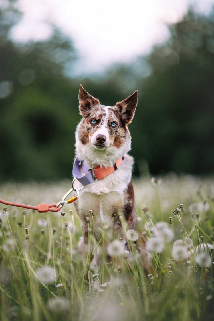 Color Block Martingale Collar Salmon Pink Mix - Salmon Pink MixS