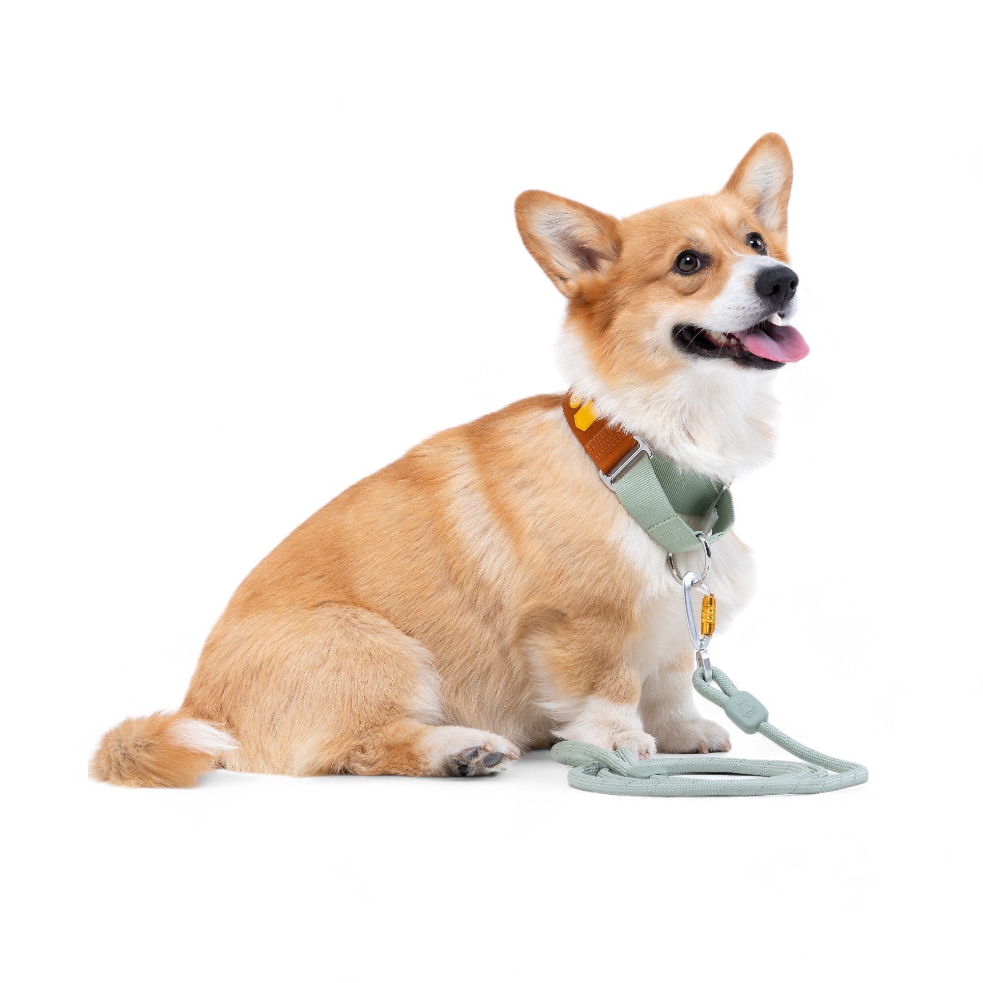 Terracotta Martingale Dog Collar for Safe Training - Woolly Wolf