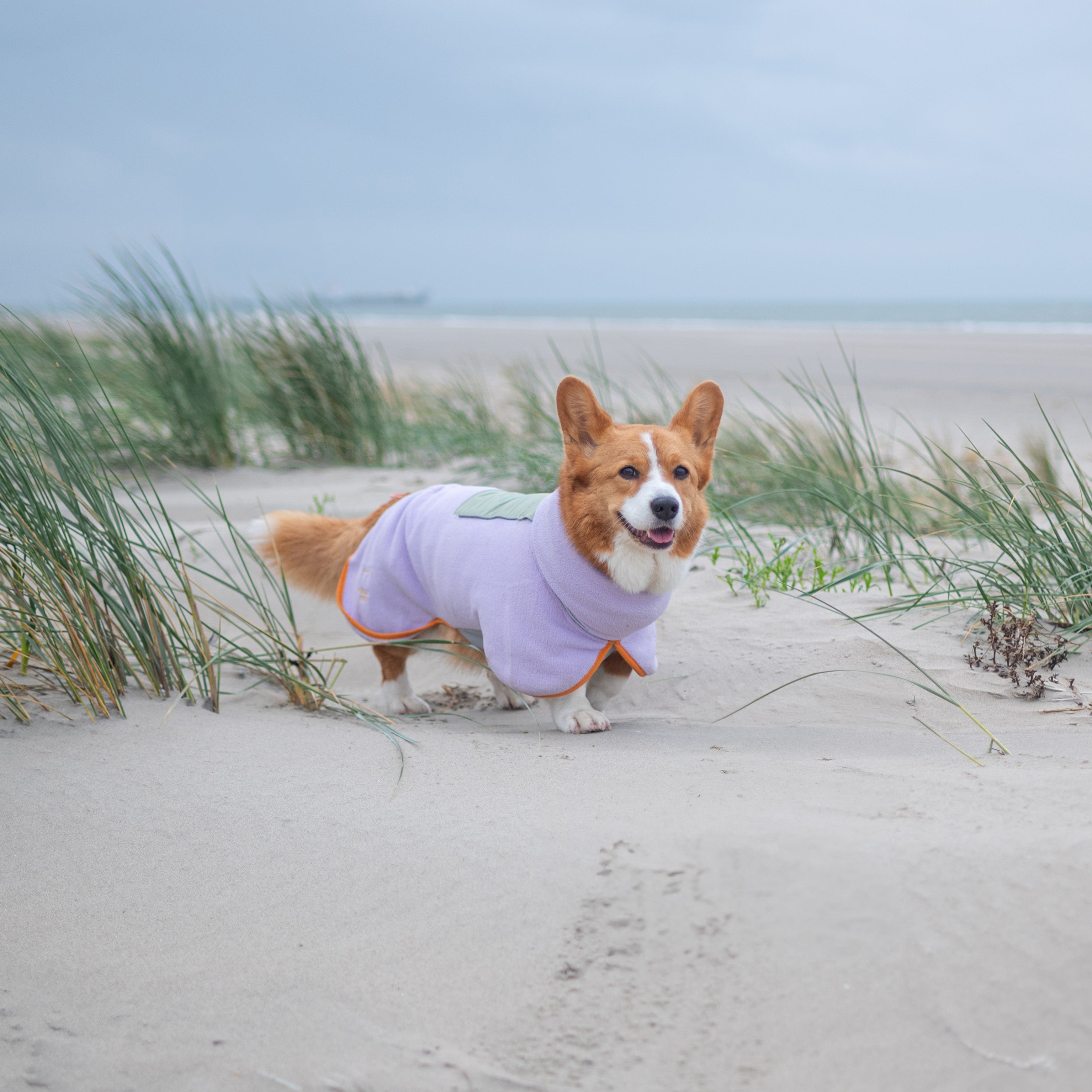 A corgi in a light purple coat stands on a sandy beach with grass and cloudy skies in the background.