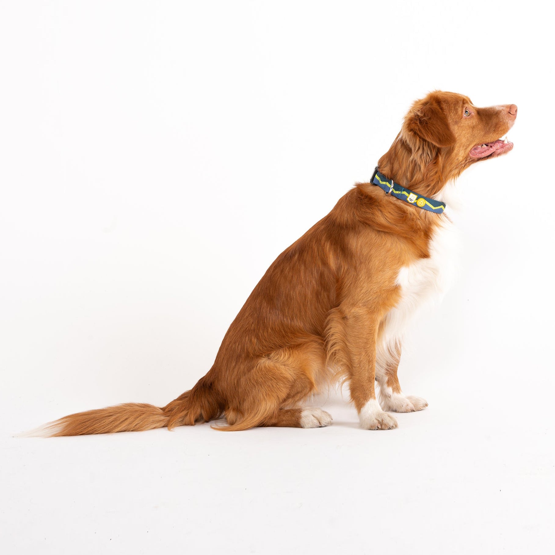 A medium-sized dog with reddish-brown fur and white markings sits looking to the right.
