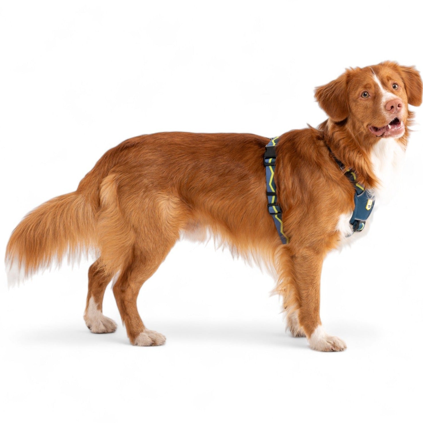 Horizon Dog Harness Outlet Woolly Wolf - Main Image