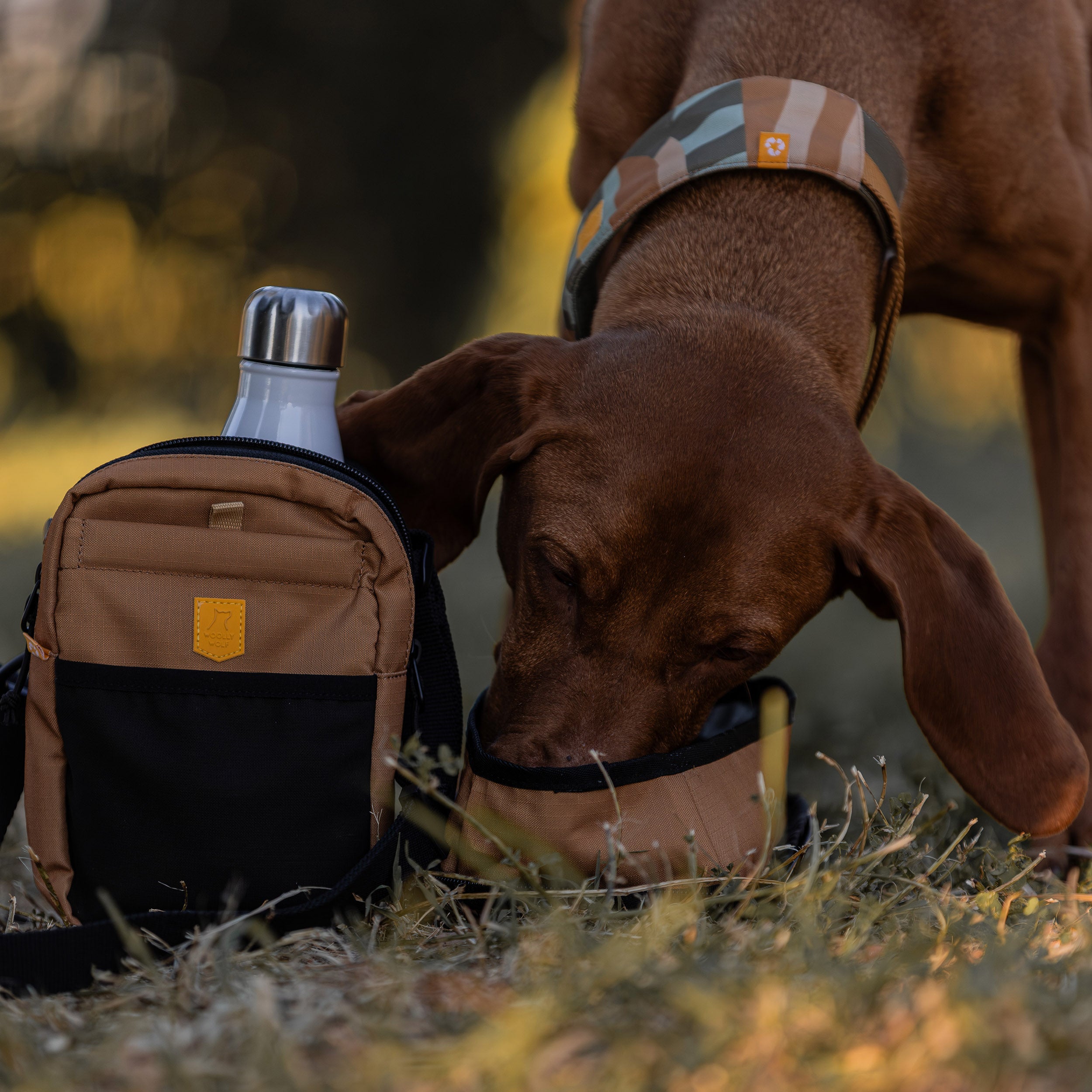 Brown dog with a patterned collar drinks from a portable bowl beside a tan bag and a metal water bottle.