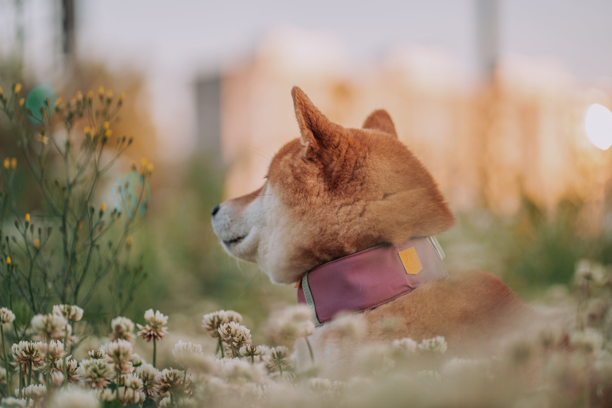 Shiba Inu with a pink collar sits in a field of flowers, looking away from the camera.