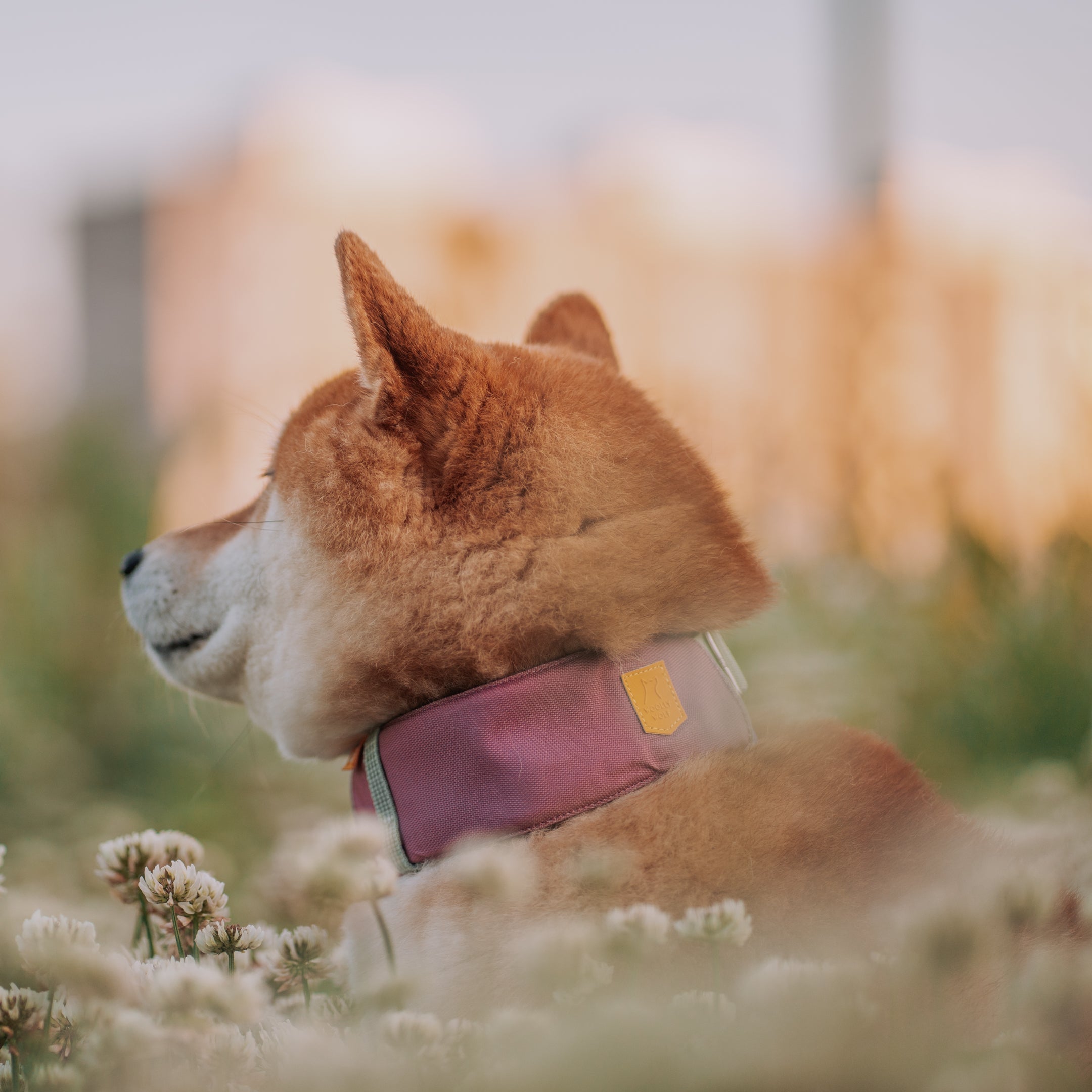 Shiba Inu with a pink collar sits in a field of flowers, looking away from the camera.