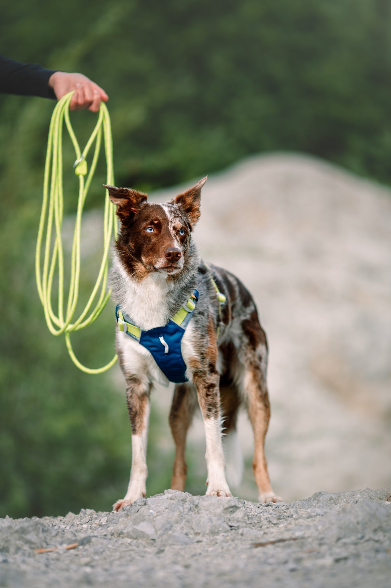 Long Rope Dog Leash Lime Woolly Wolf