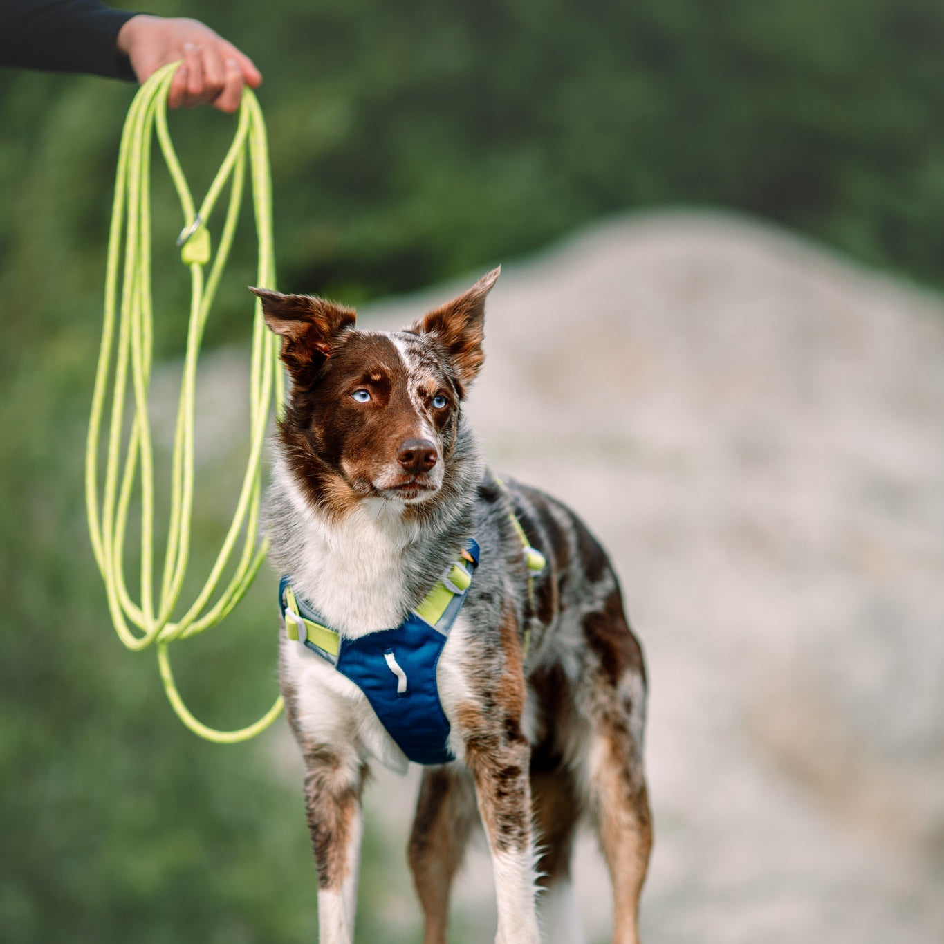 A brown and white dog in a blue harness stands on rocks, looking sideways as someone holds the Long Rope Dog Leash Lime above it. The background is blurred greenery and stones.