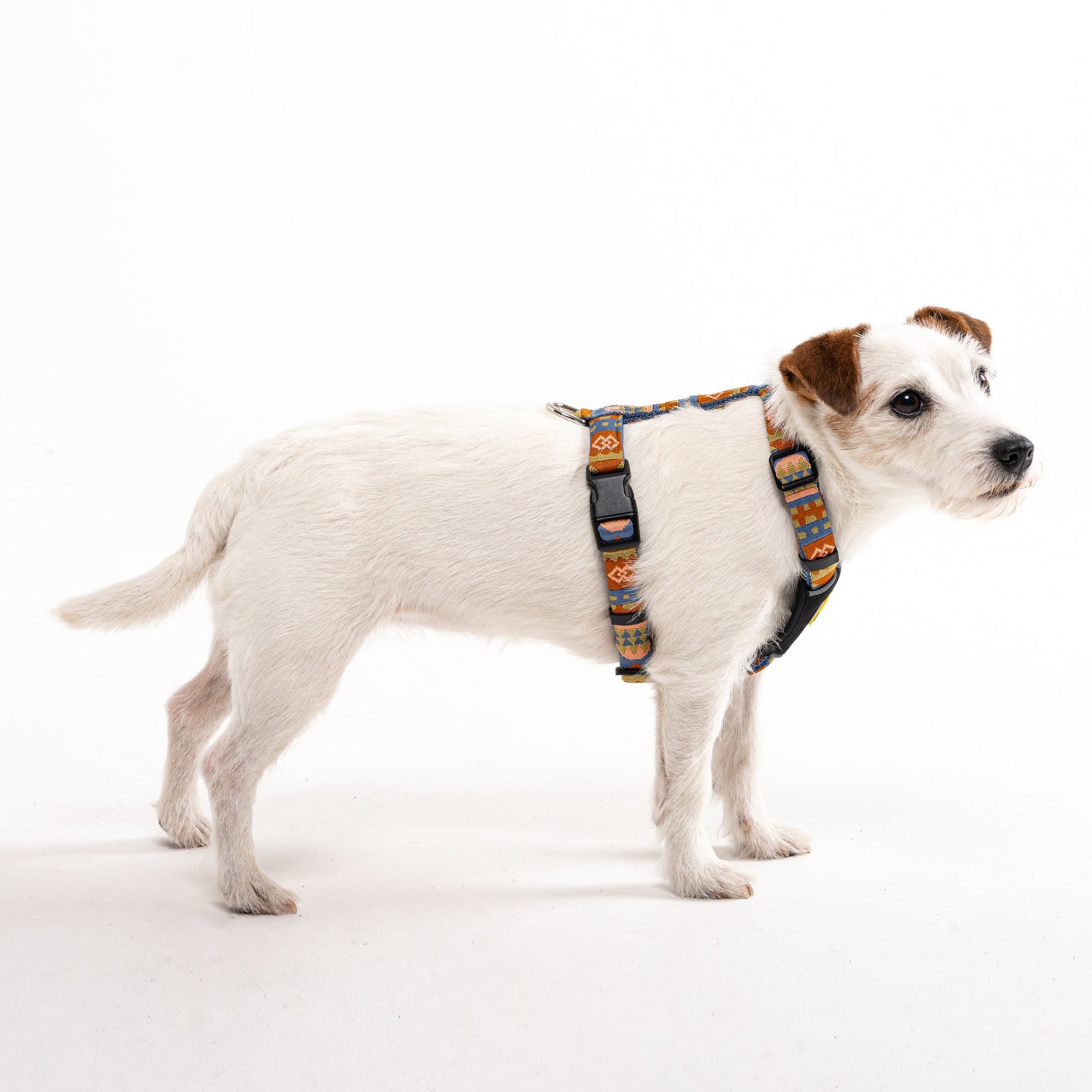 Jack Russell terrier wearing a colorful, patterned harness on a white background.
