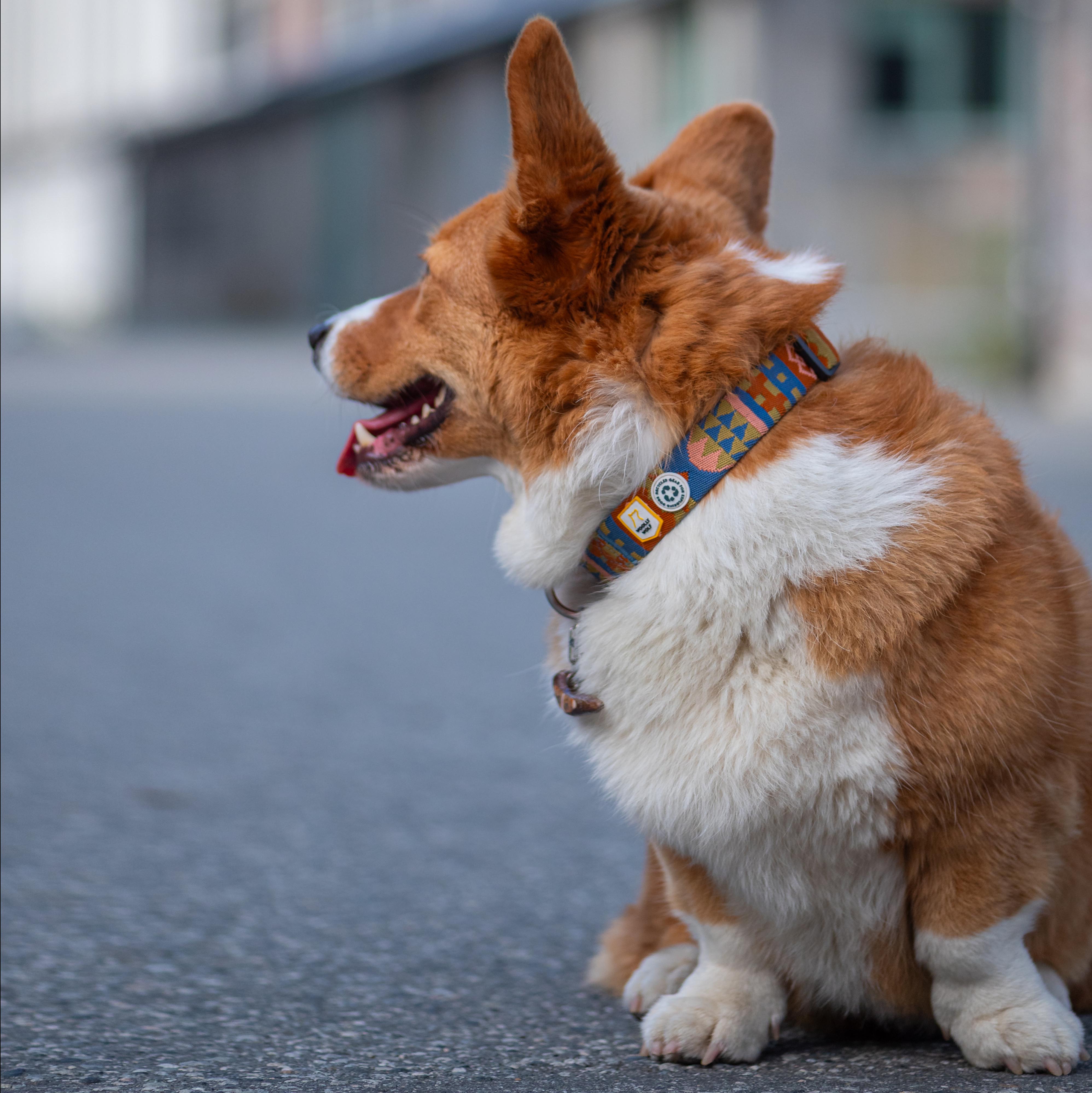 A brown and white corgi sits on pavement, looking to the left with its tongue out.