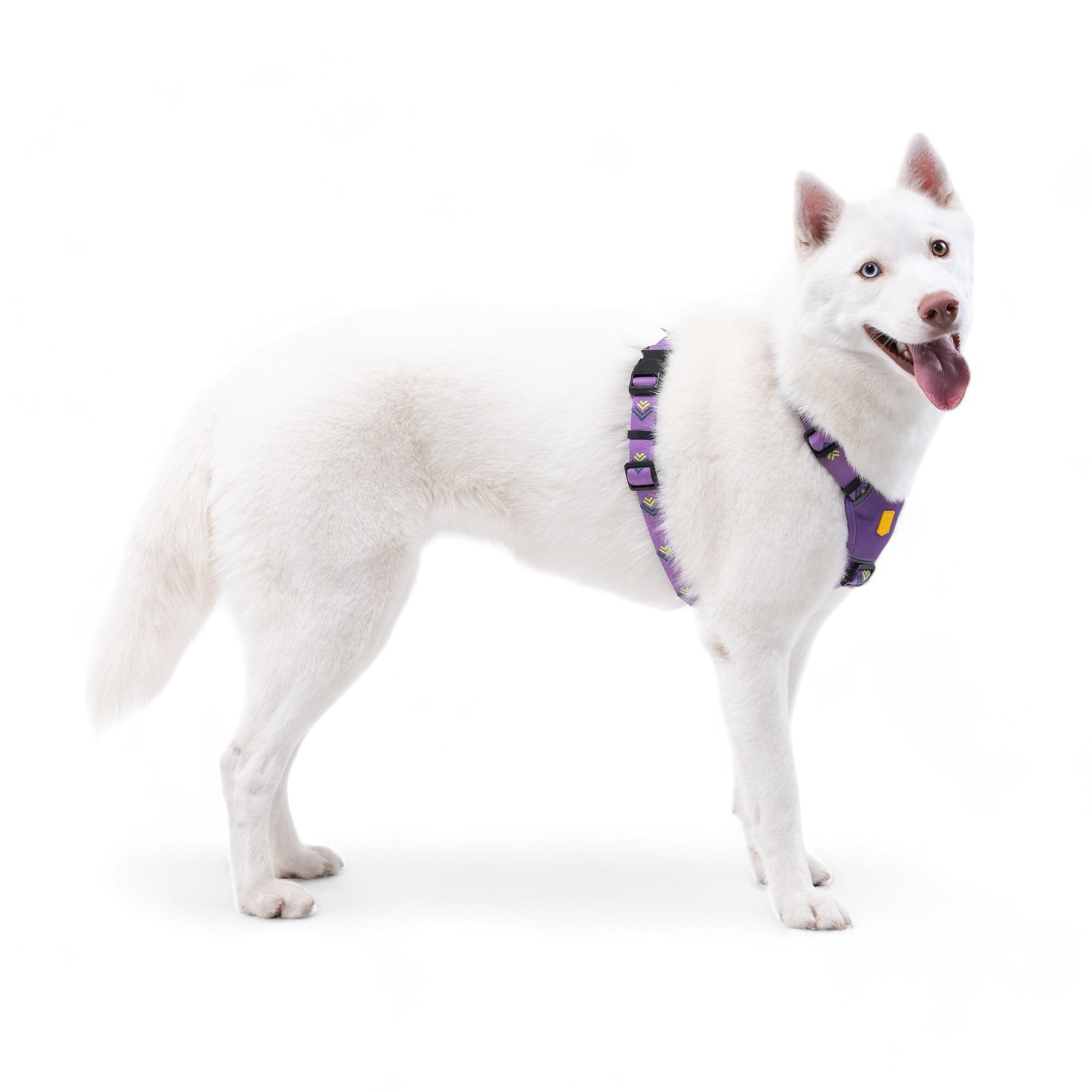 Northern Lights Dog Harness - Woolly Wolf