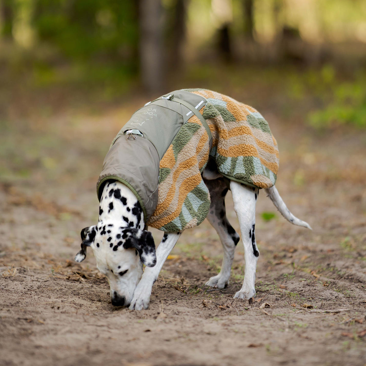 A Dalmatian wearing a patterned fleece dog coat sniffs the ground in a forest.