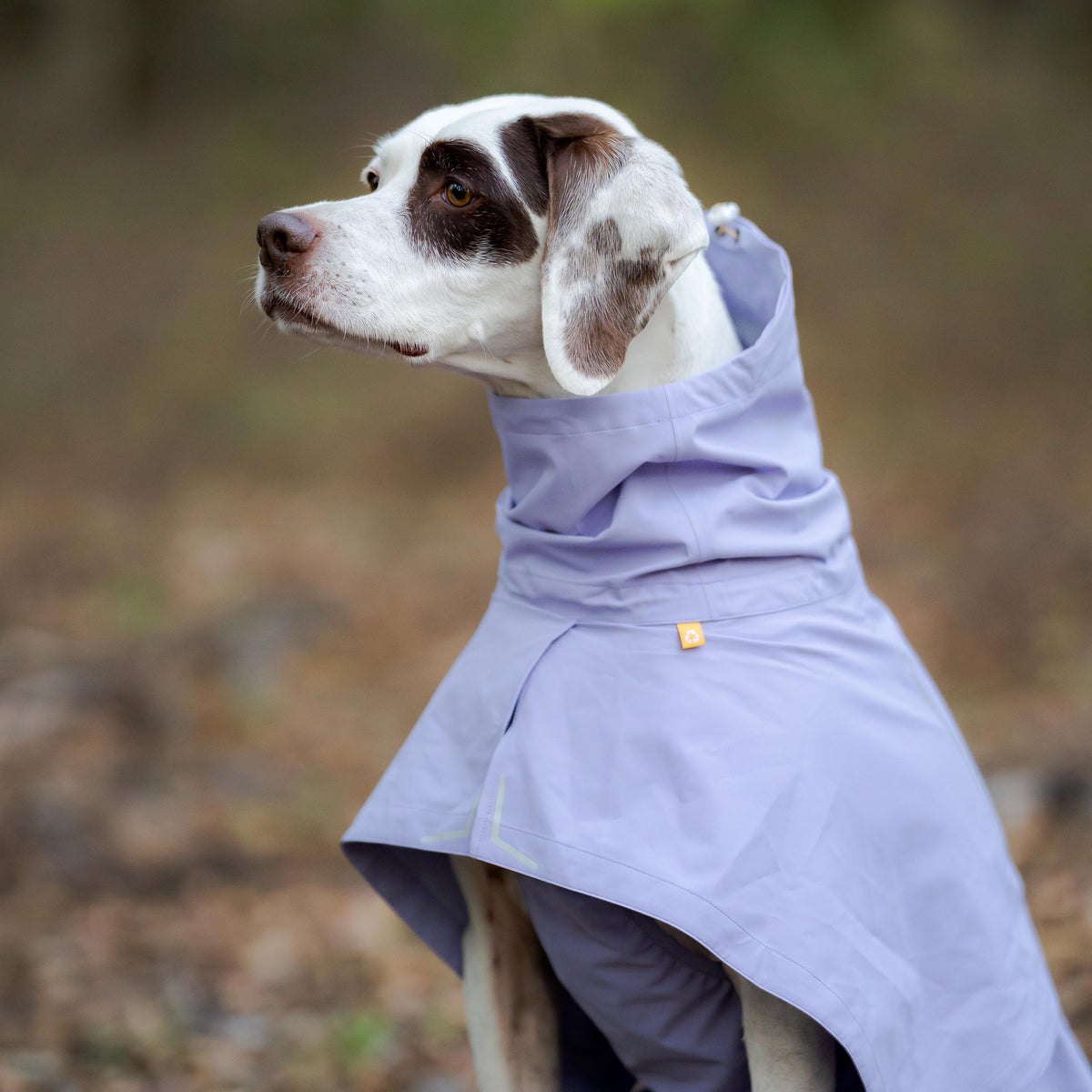 A white and brown dog wearing a lavender dog raincoat.