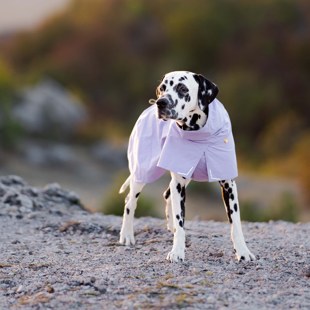 A Dalmatian dog wearing a light purple coat stands on a rocky path.
