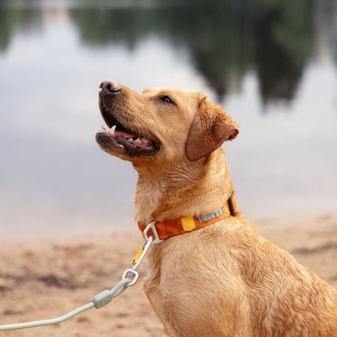 Roam Collar Terracotta Ripple - XS