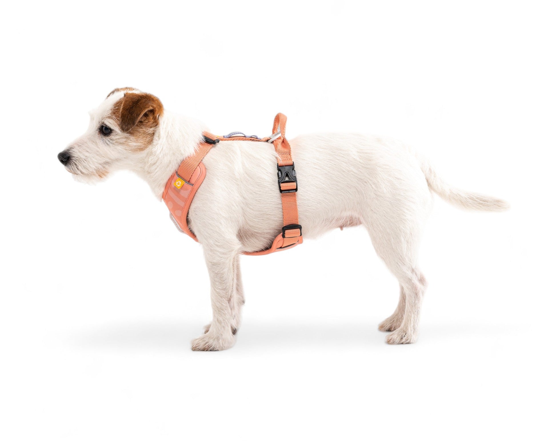 Roam Dog Harness - XS