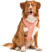 Roam Dog Harness - XS