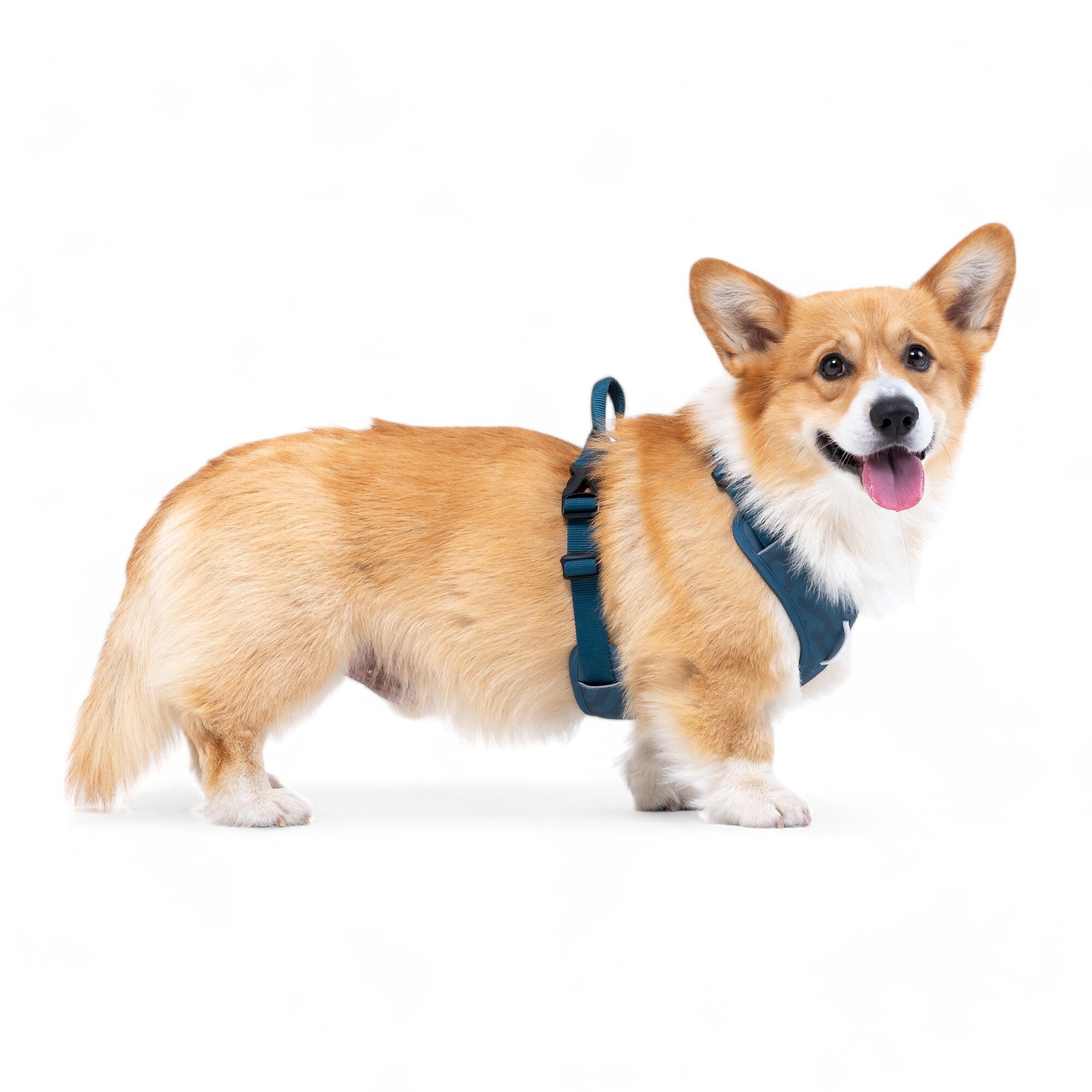 Roam Dog Harness Deep Teal - Woolly Wolf