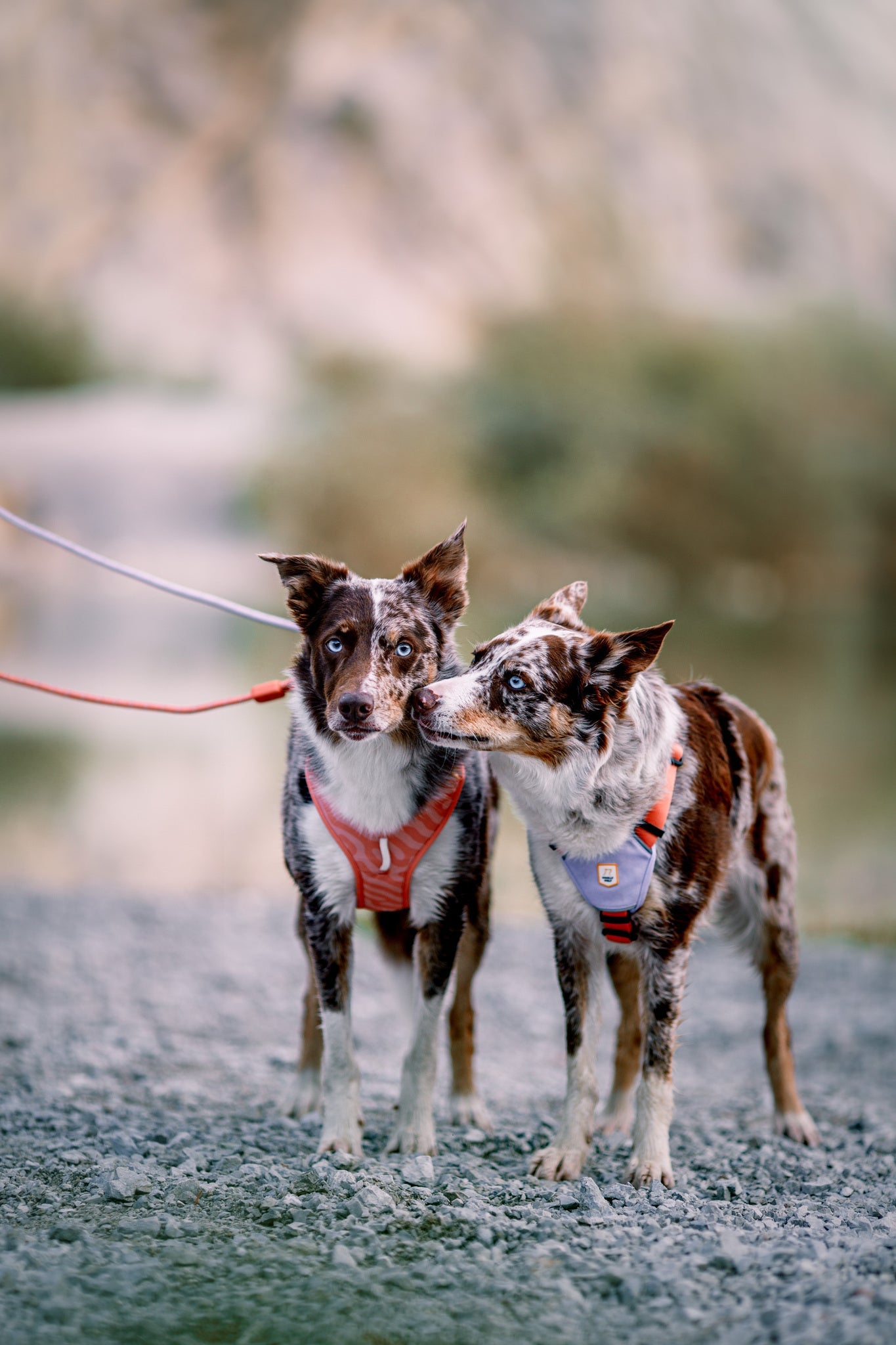 Roam Harness Salmon Pink - Salmon Pink RippleXS