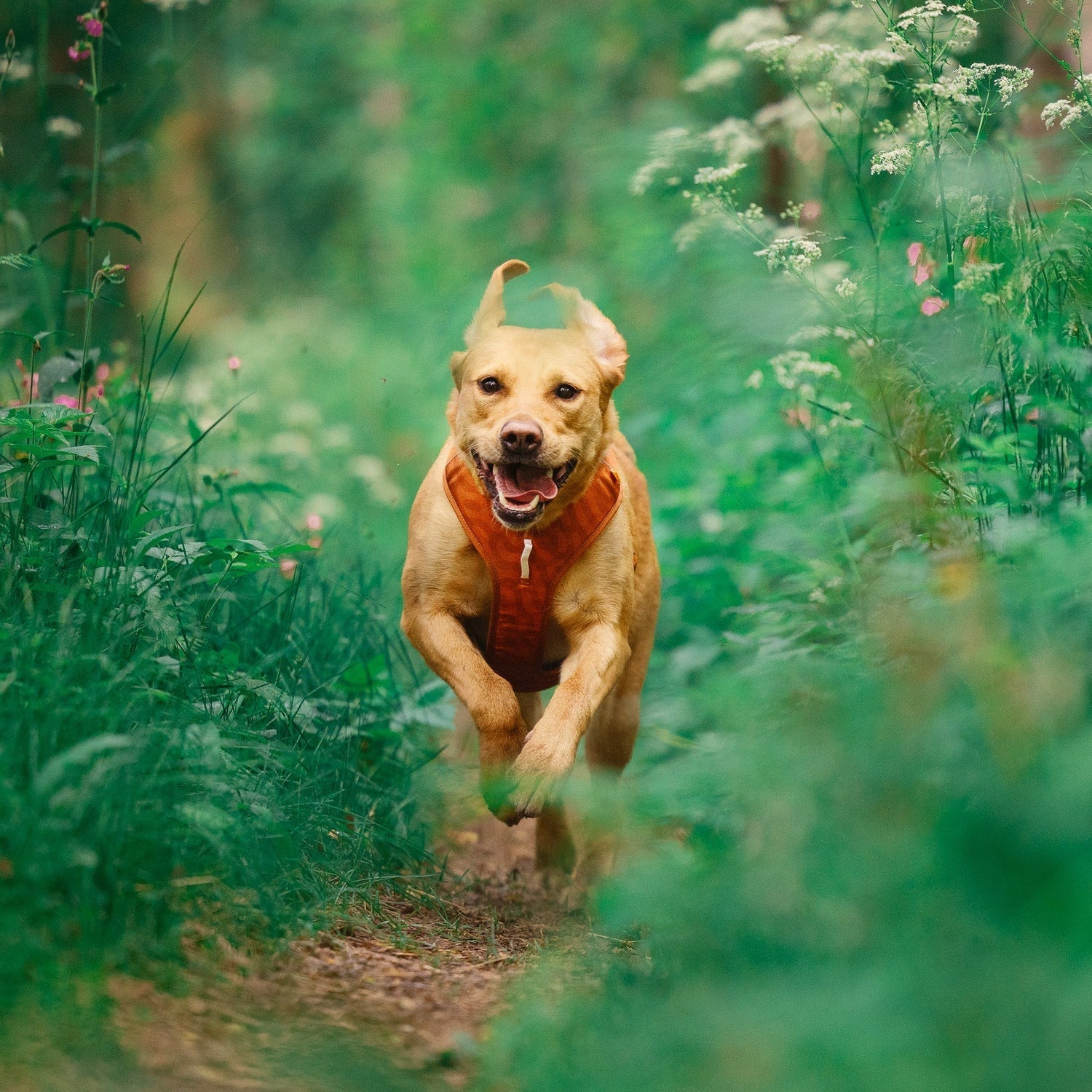 A happy tan dog wearing the Roam Dog Harness Terracotta runs along a dirt path through lush green vegetation and wildflowers, looking directly at the camera.