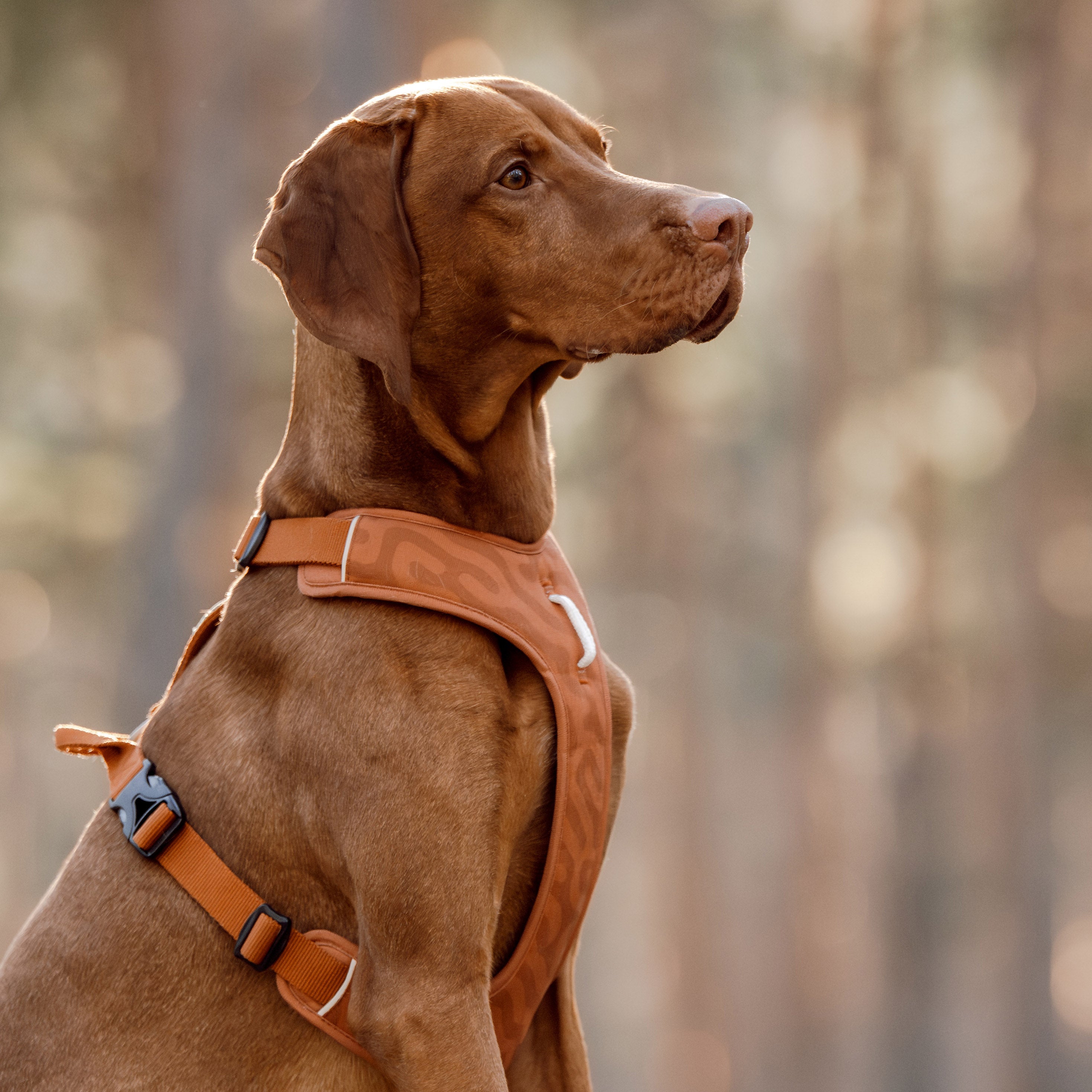 Roam Dog Harness Terracotta - Woolly Wolf