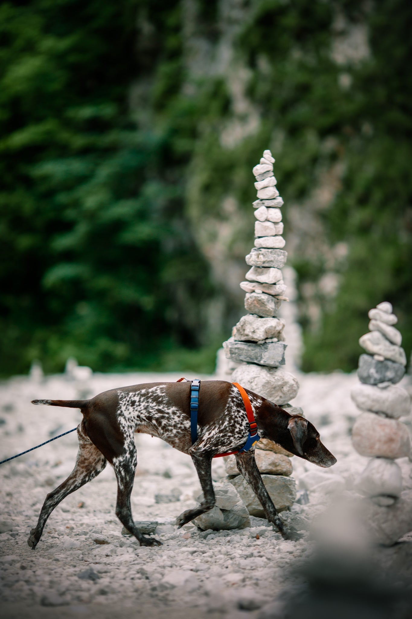 Rope Leash Thin Deep Teal 