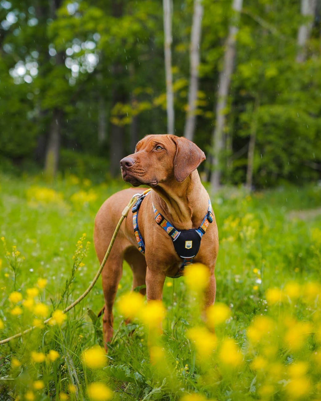 Rope Leash Thin Pistachio -