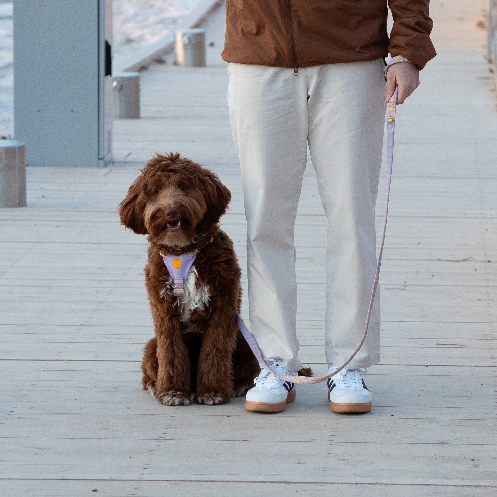 A brown dog on a leash sits next to a person in white pants on a wooden boardwalk.