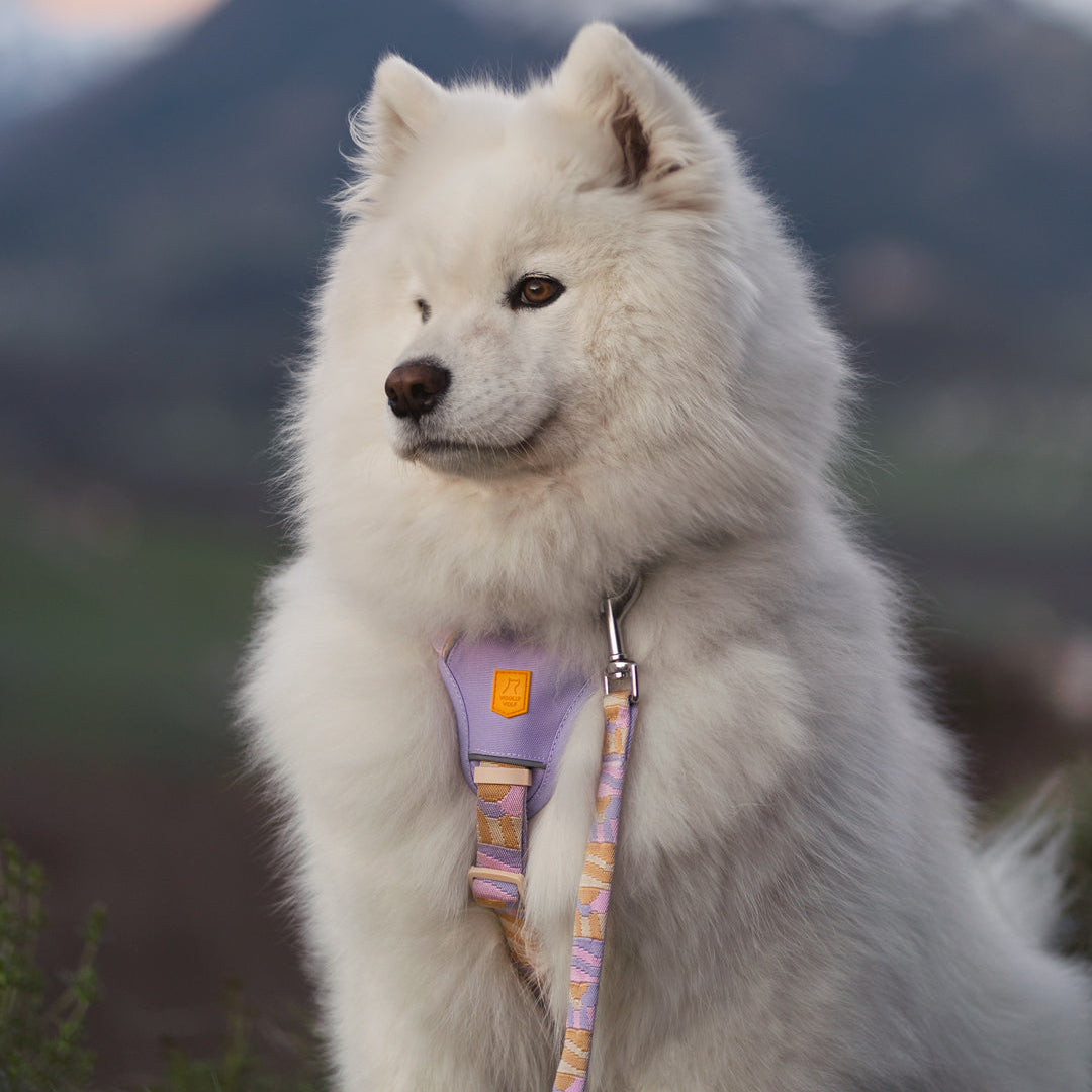 Fluffy white dog wearing a pastel harness and leash, sitting outdoors with mountains in the background.