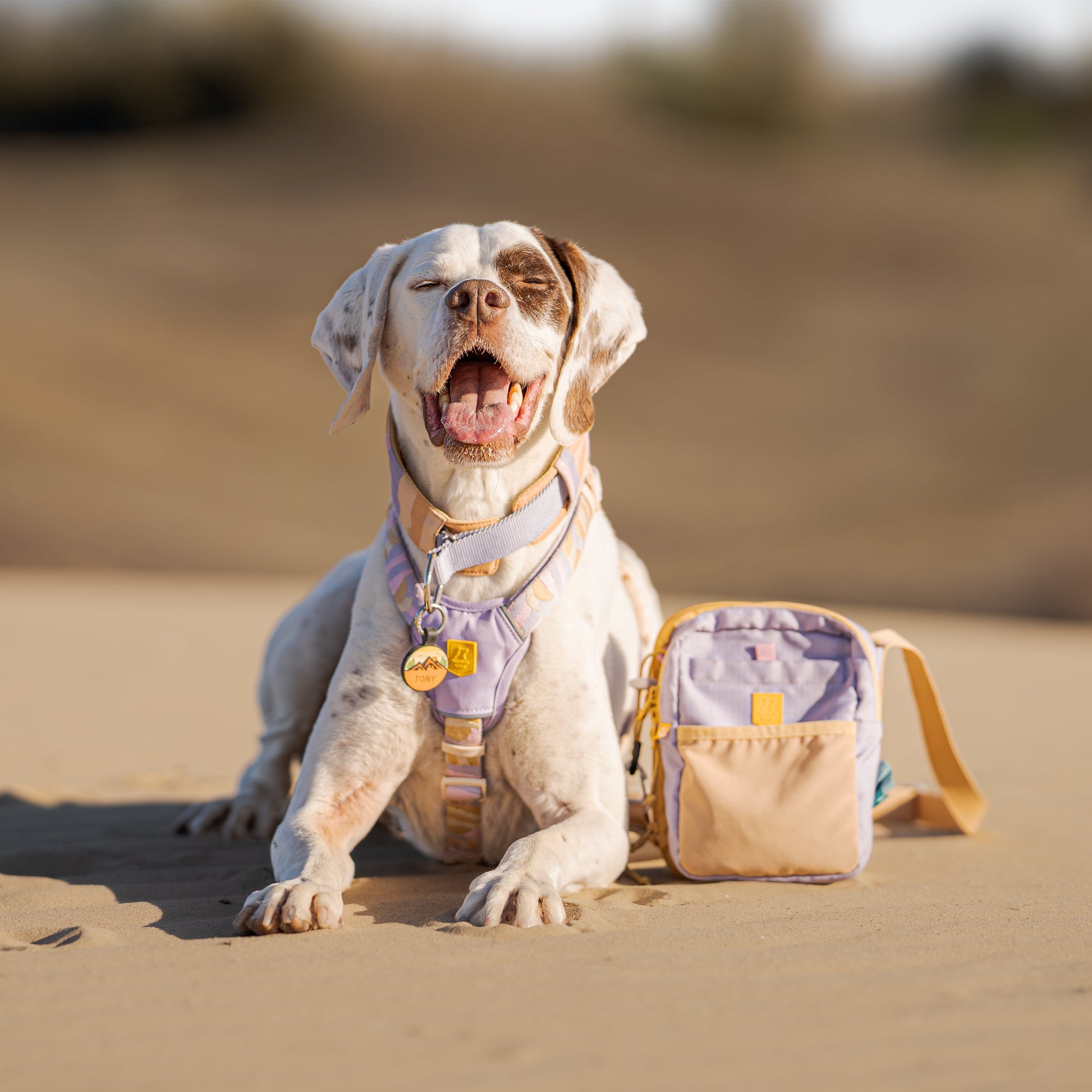 White dog in a harness sits on sand, mouth open, beside a small pastel bag, with blurred background.