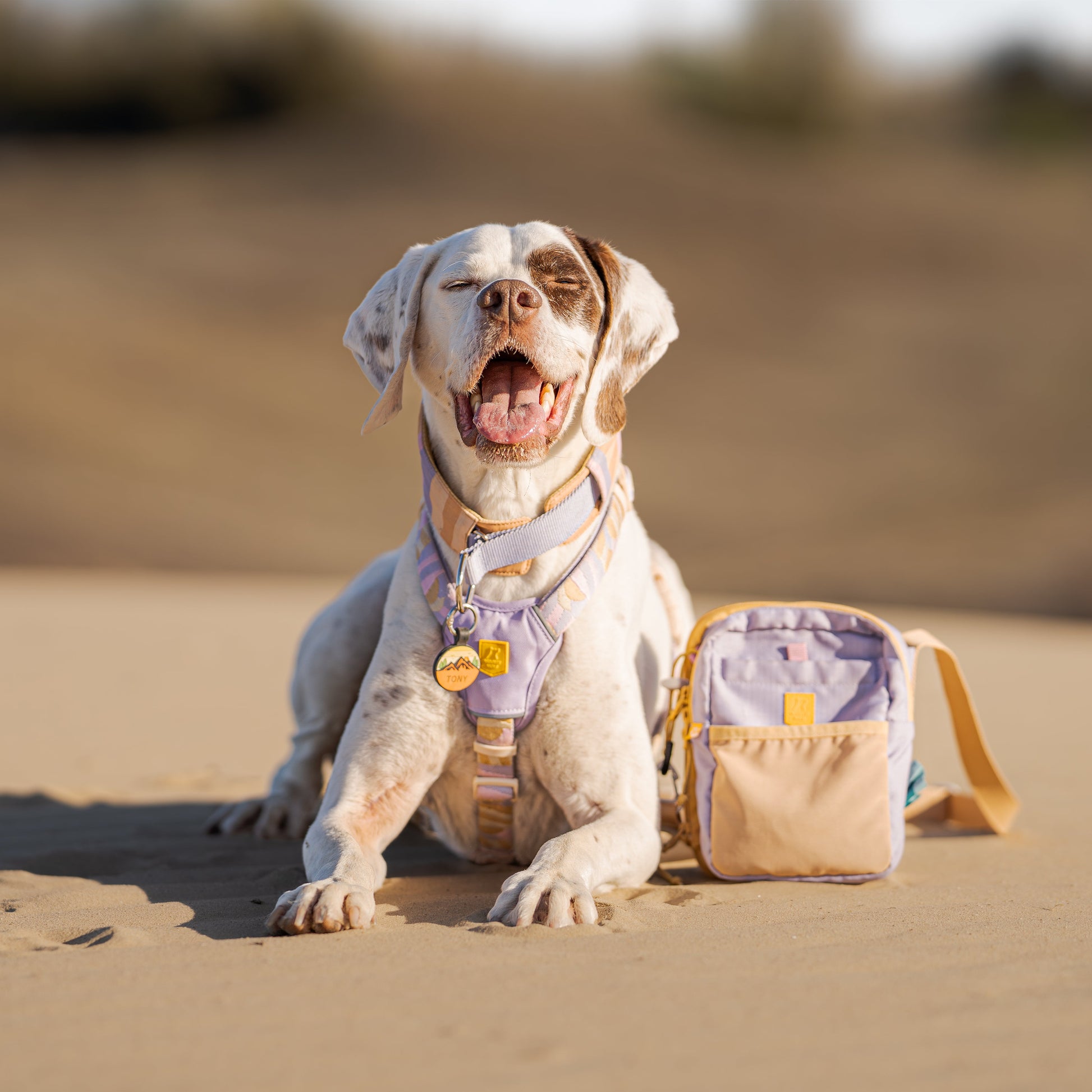 Happy dog wearing a pastel harness sits on sand next to a matching small bag, mouth open as if smiling.