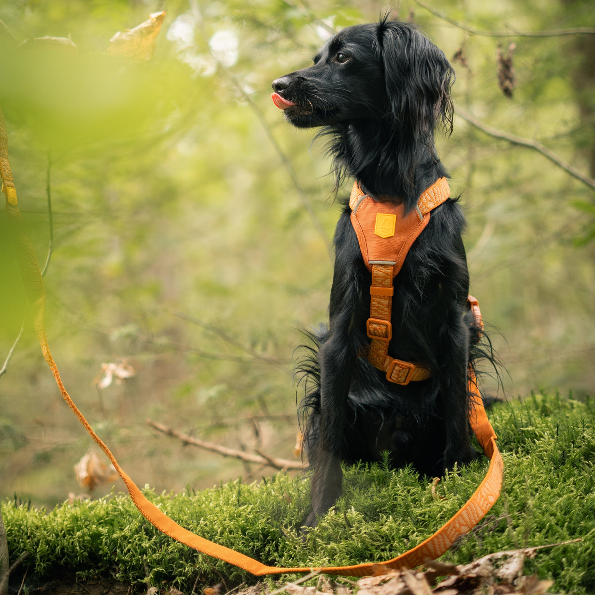 Black dog in orange harness sits on green moss in a forest, looking to the left with its tongue out.