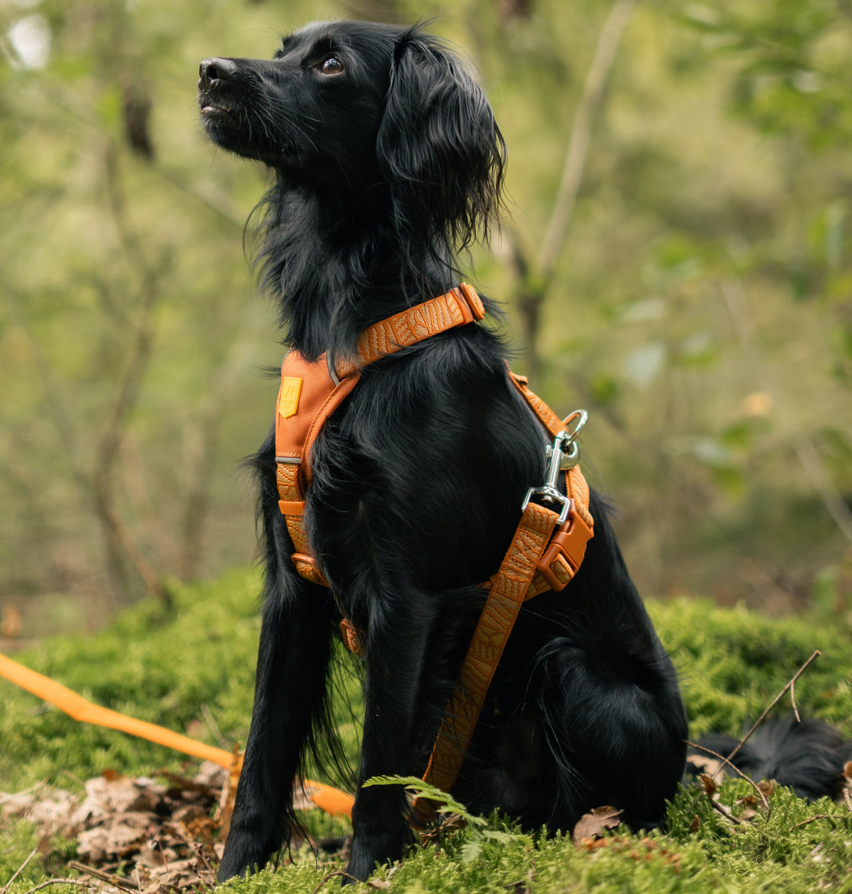 Black dog wearing an orange harness sits on green grass in a forest, looking up attentively.