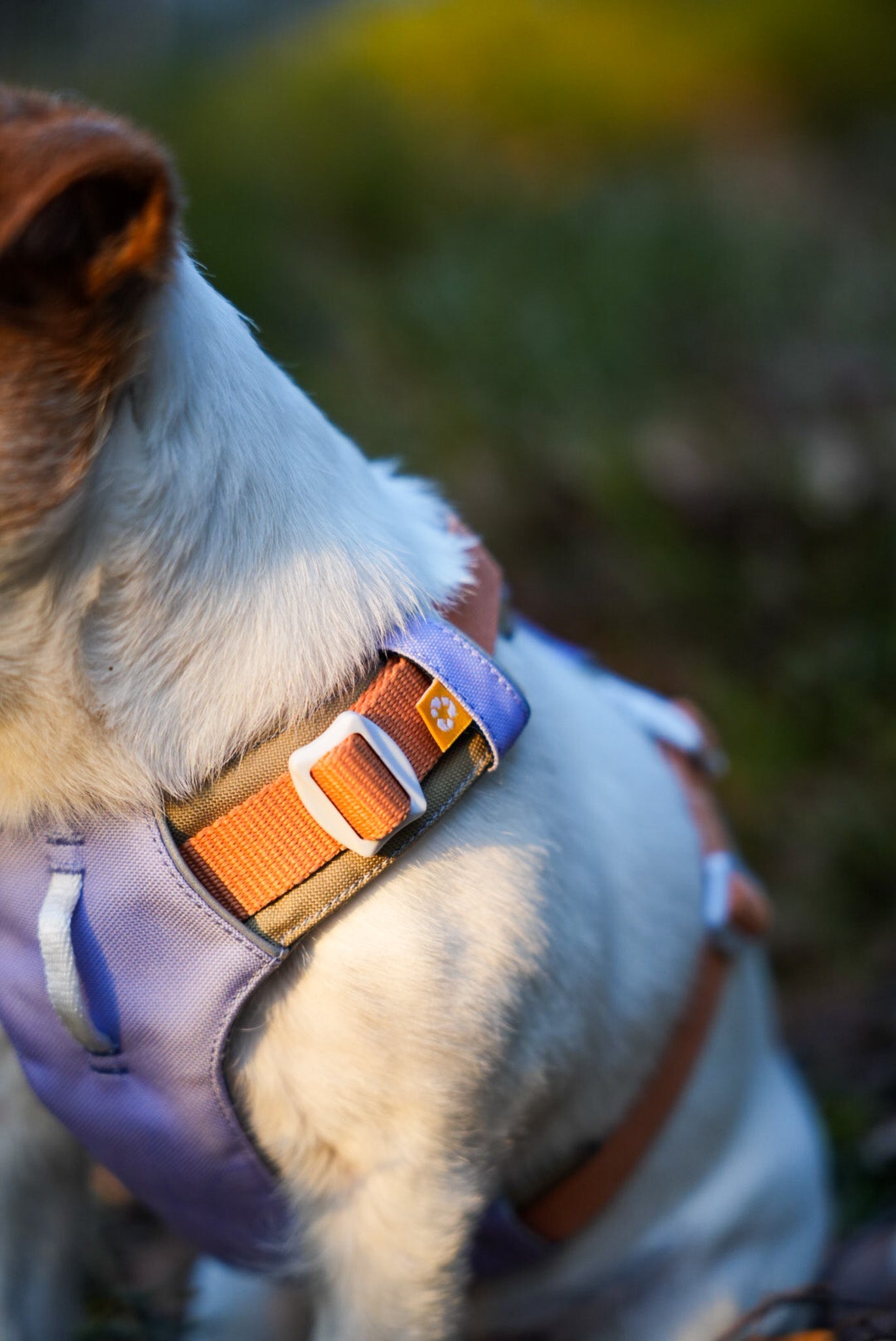 WoollyWolf - Gear For Exploring Dogs – Woolly Wolf