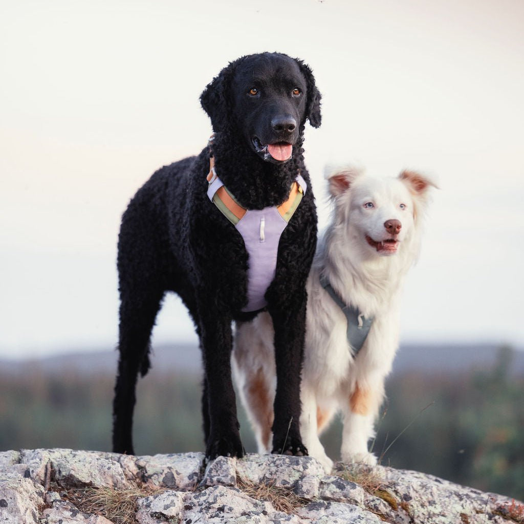 Lavender Dog Harness with Four-Point Adjustment Fit - Woolly Wolf