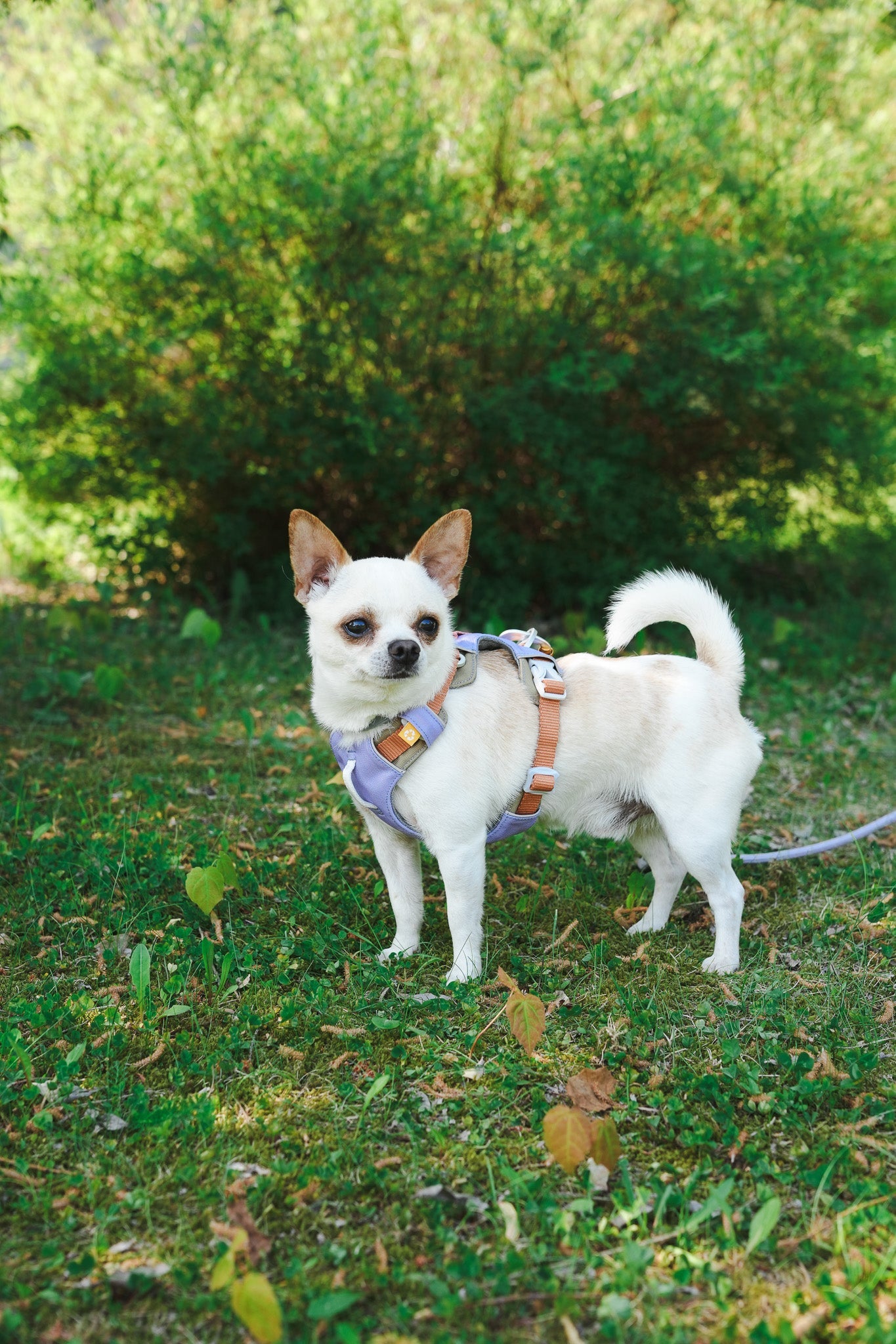 Alpha 360 Harness - Lavender MixXS